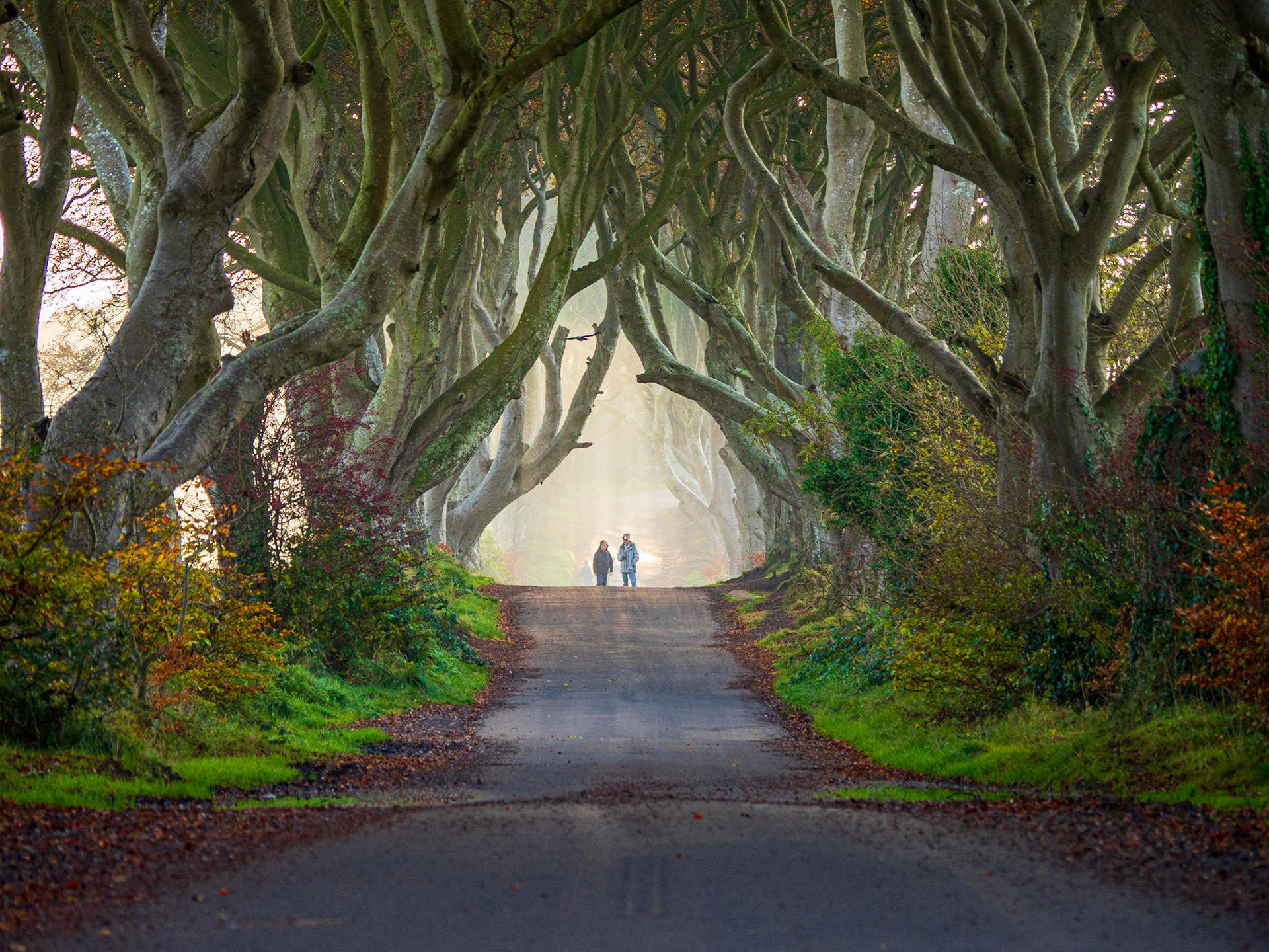 Views of the Dark Hedges - 200 year old Beech Trees form a Tunnel, Bregagh Road, Ballymoney, Northern Ireland, UK
