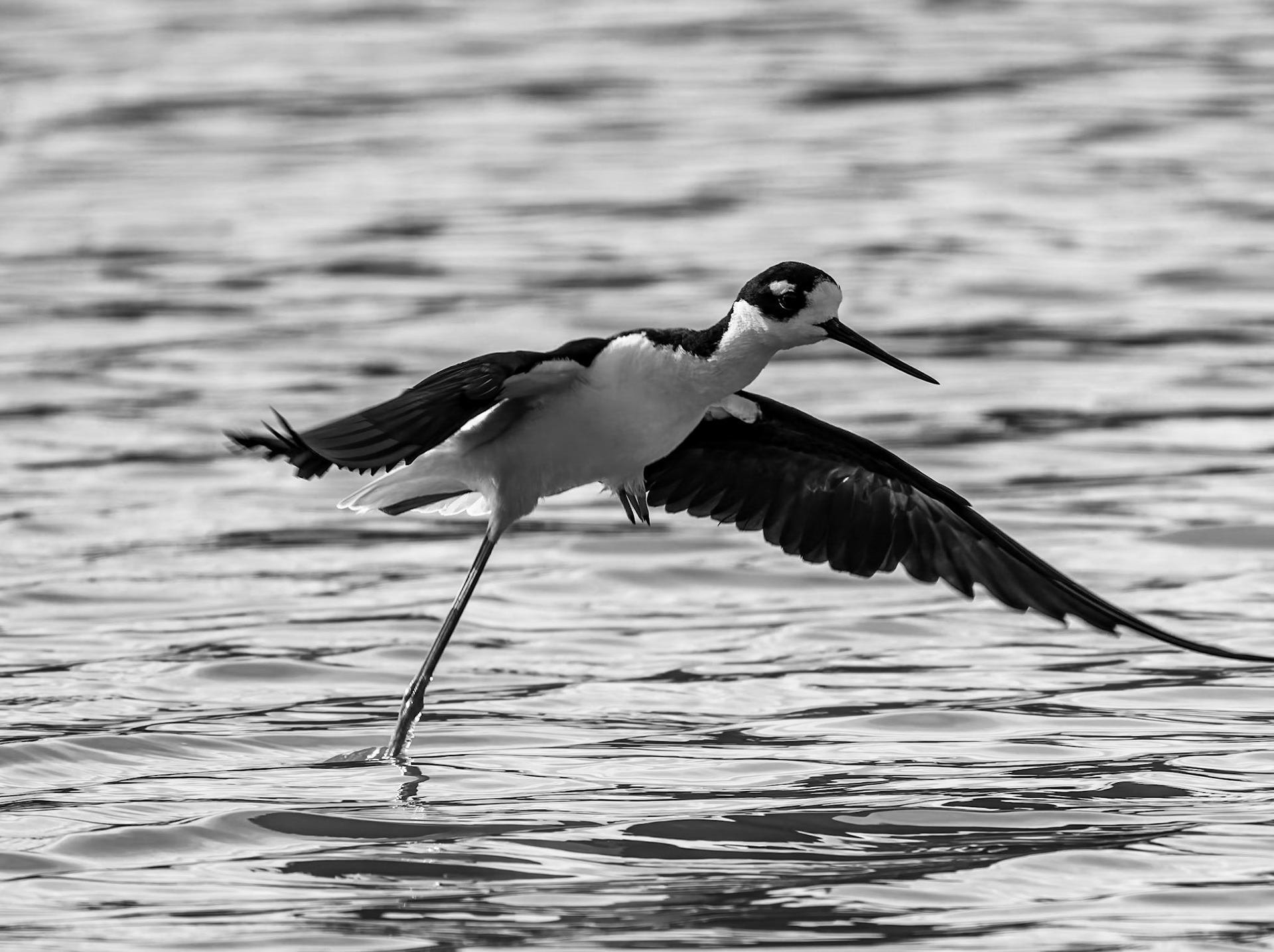 Black-necked Stilt in the Wheeland Ponds, Providenciales, Turks and Caicos Islands