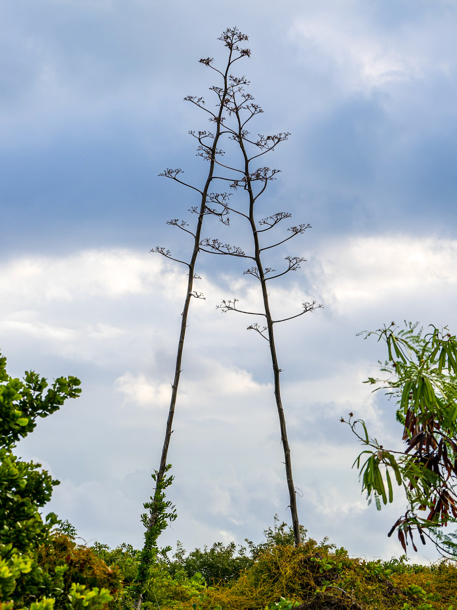Life in Blue Hills, Providenciales, Turks and Caicos Islands