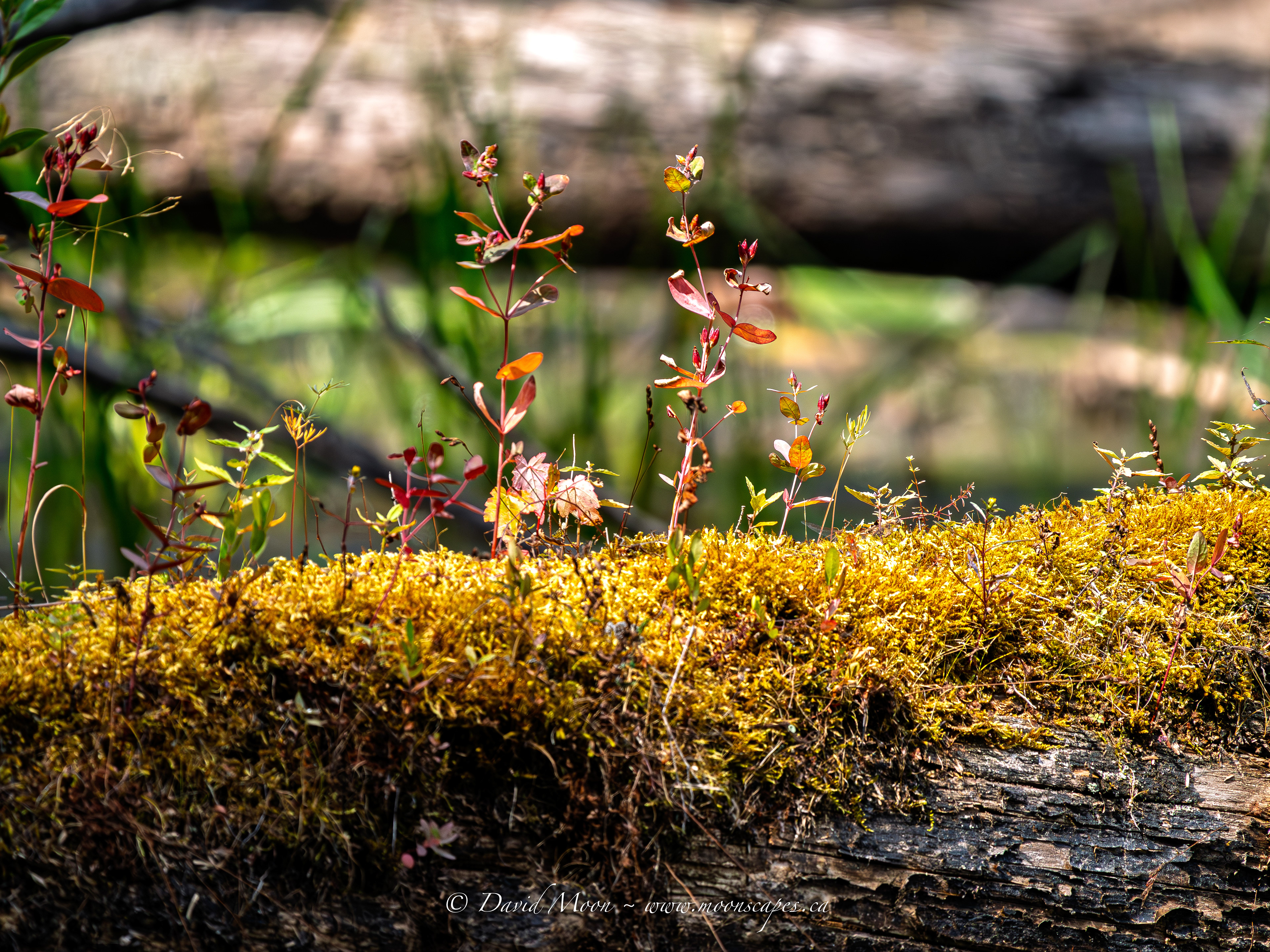 Along Hopkinson Pond Trail