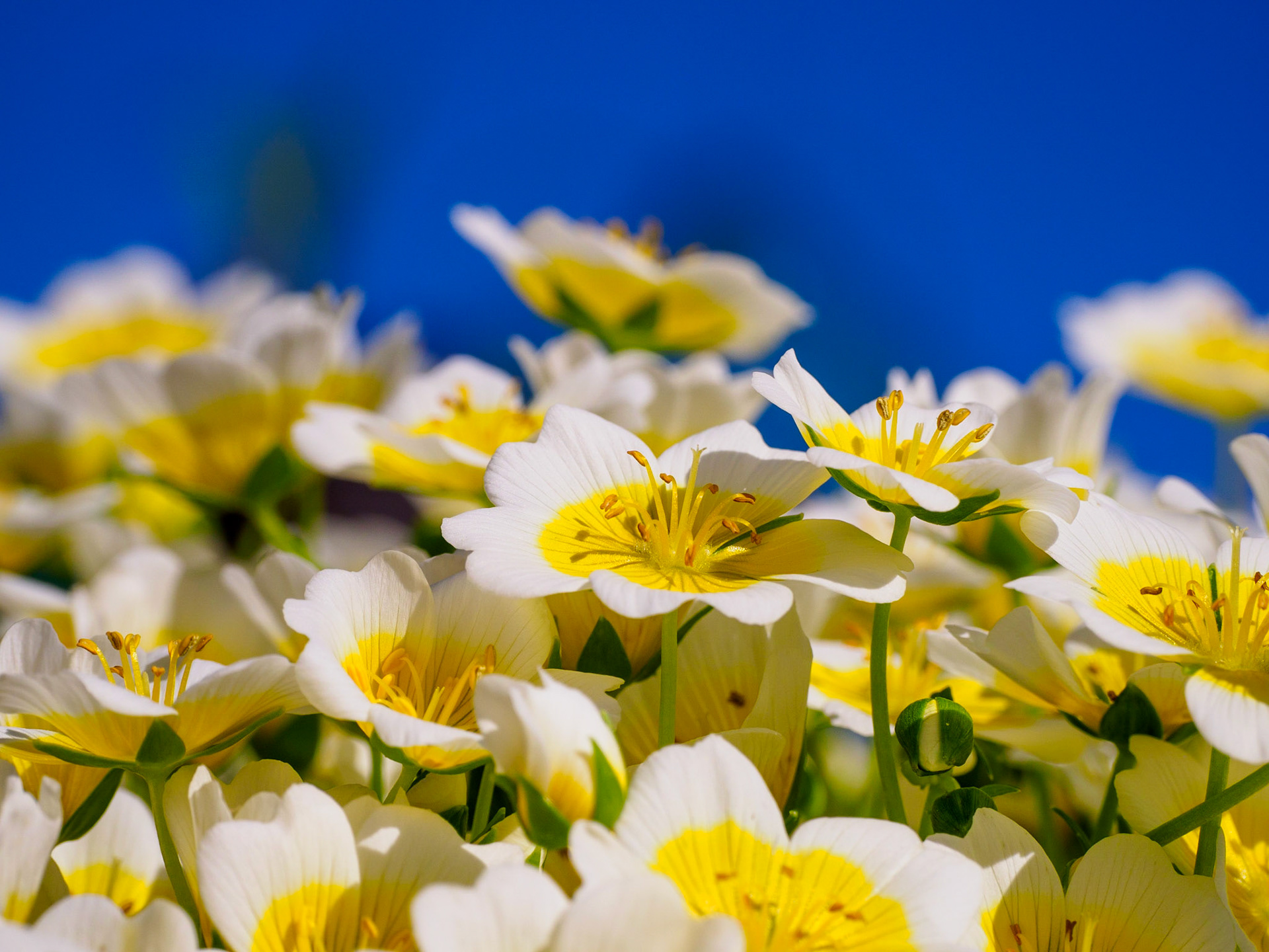 Poached Egg Flowers, Sheep's Head Peninsula, Ireland