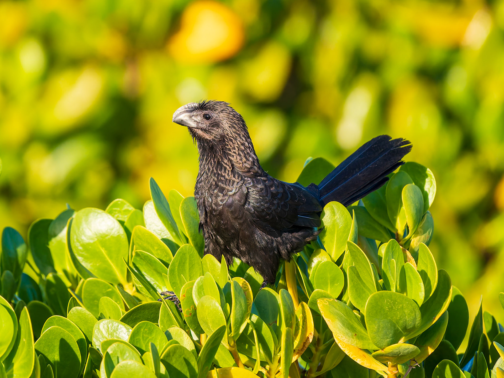 Smooth-billed Ani at Northwest Point, Providenciales, Turks and Caicos Islands