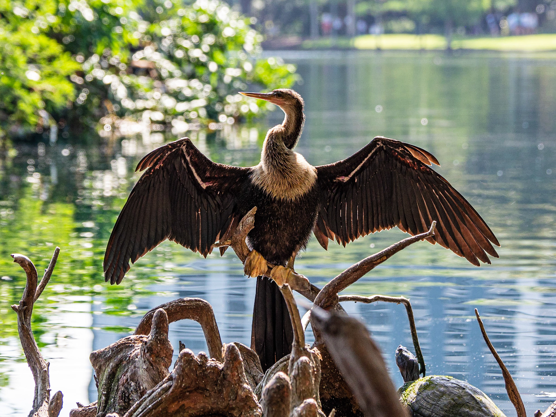 The anhinga, sometimes called snakebird, darter, American darter, or water turkey, is a water bird of the warmer parts of the Americas. The word anhinga comes from the Brazilian Tupi language and means devil bird or snake bird.