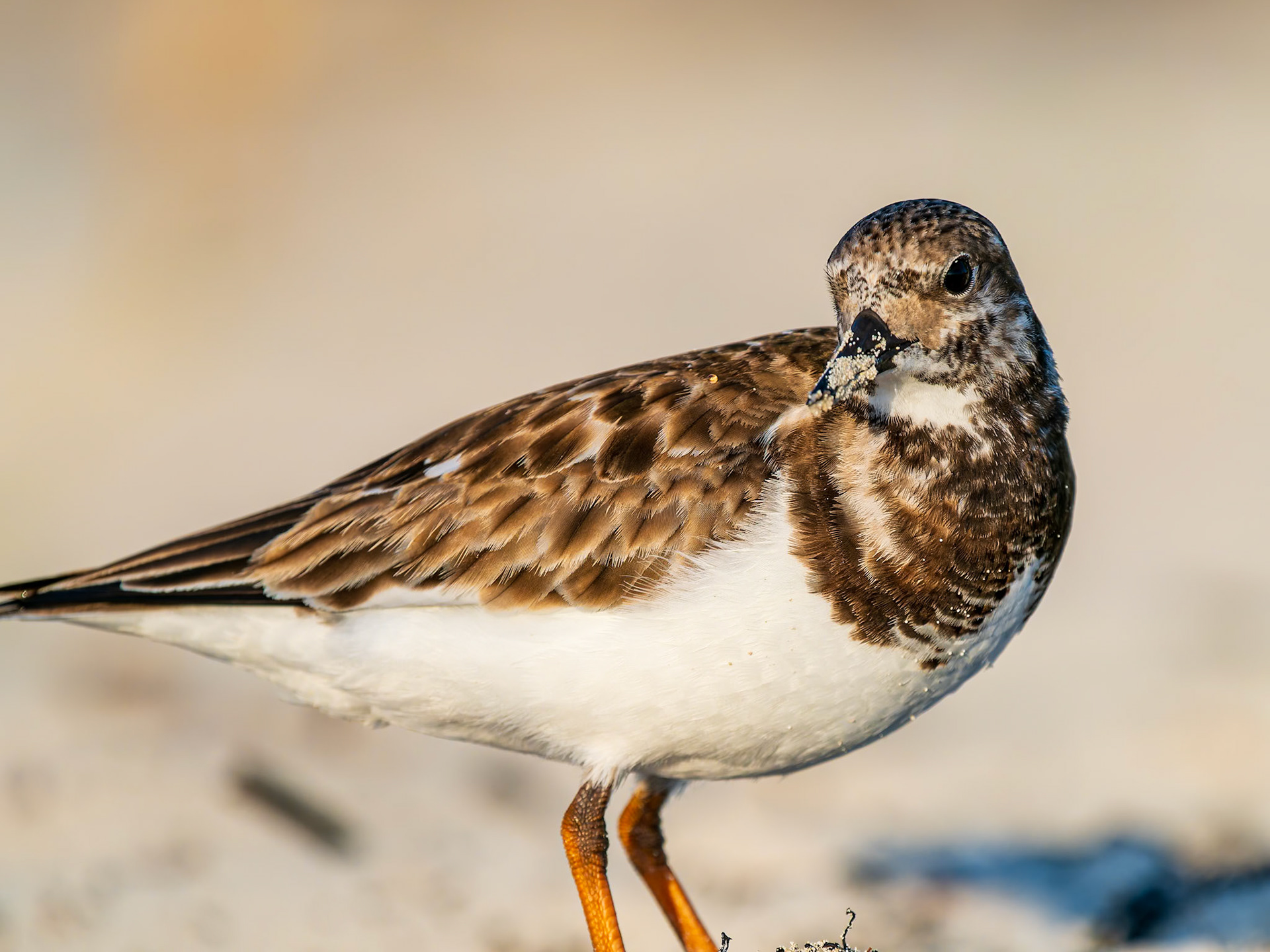 Ruddy Turnstone Sandpiper at Long Bay Beach, Providenciales, Turks and Caicos Islands
