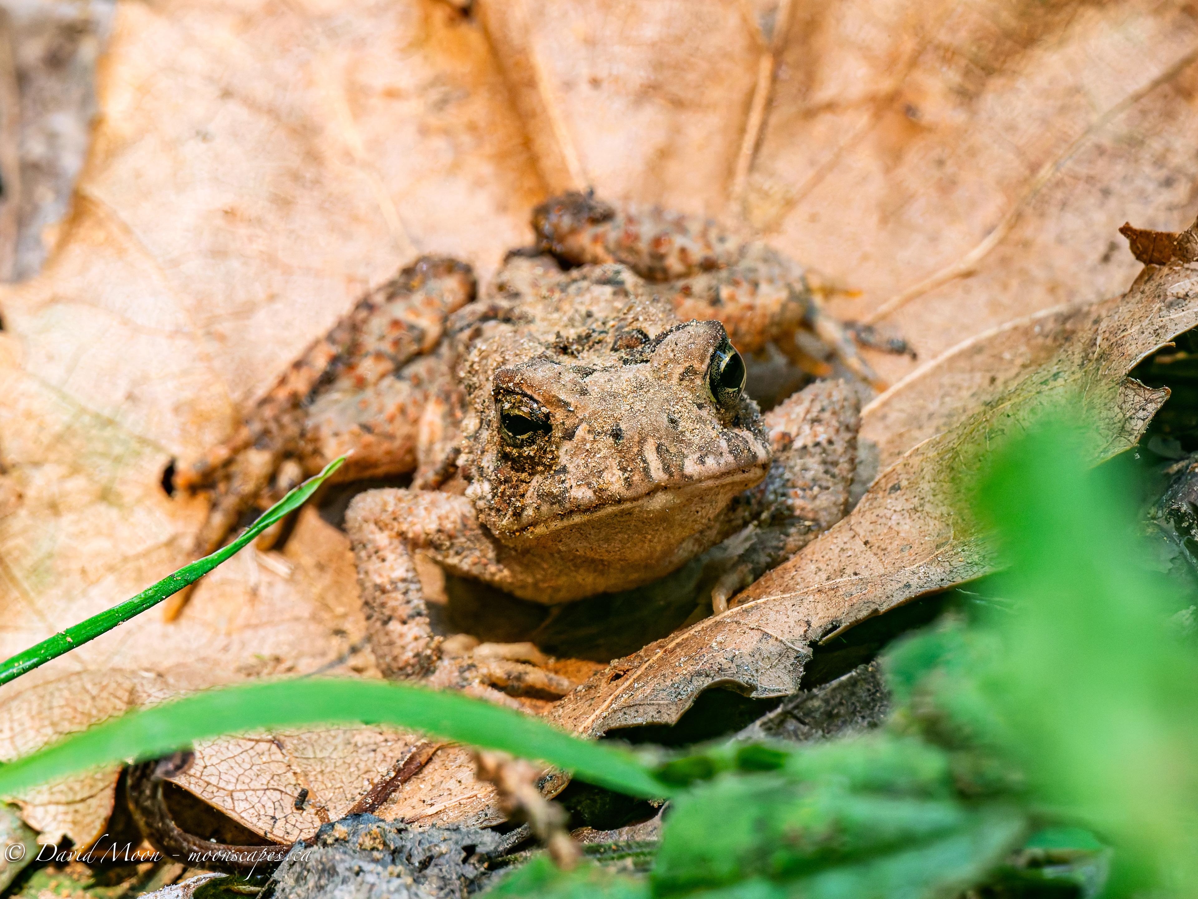 American Toad - along the Lookout Trail, Haliburton Forest & Wildlife Reserve