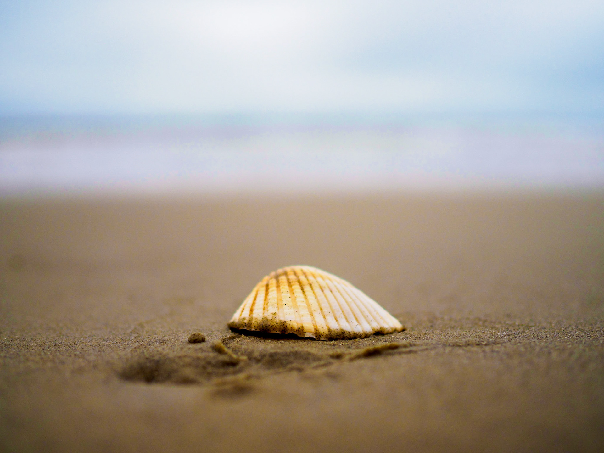Shell on Kiawah Island Beach, South Carolina