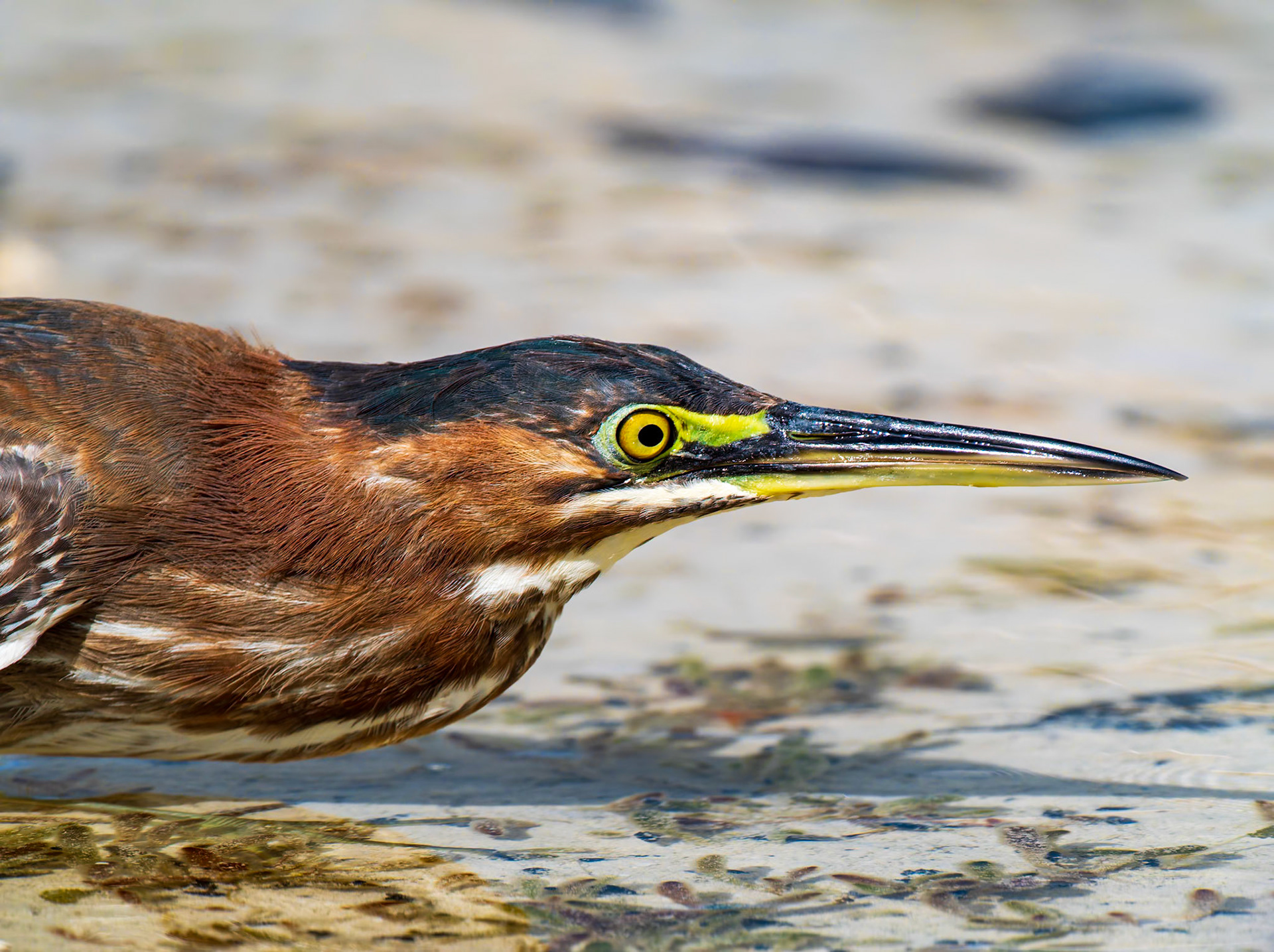 Green Heron in Chalk Sound National Park, Providenciales, Turks and Caicos Islands