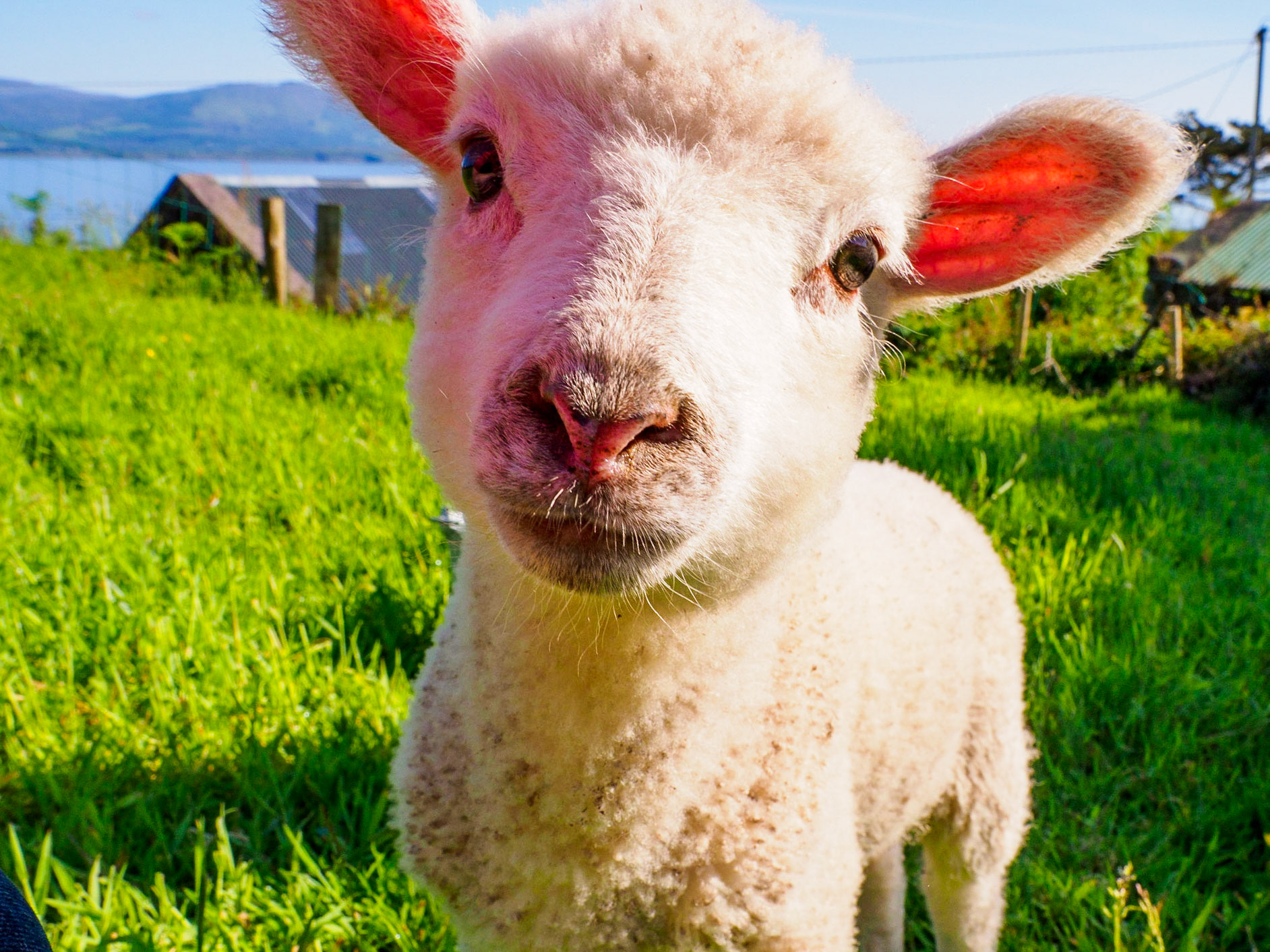 Baby Sheep, Sheep's Head Peninsula, Ireland