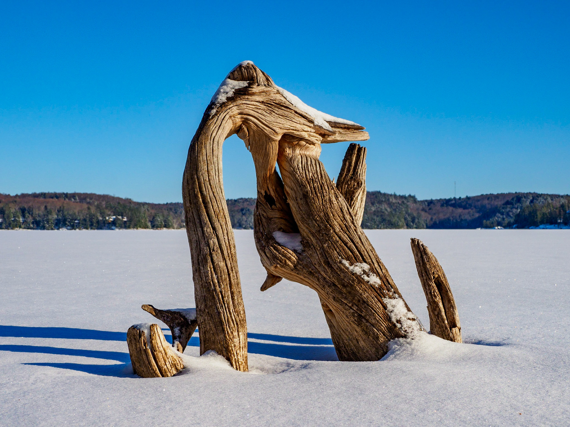 Kennisis Lake Driftwood in the Ice and Snow