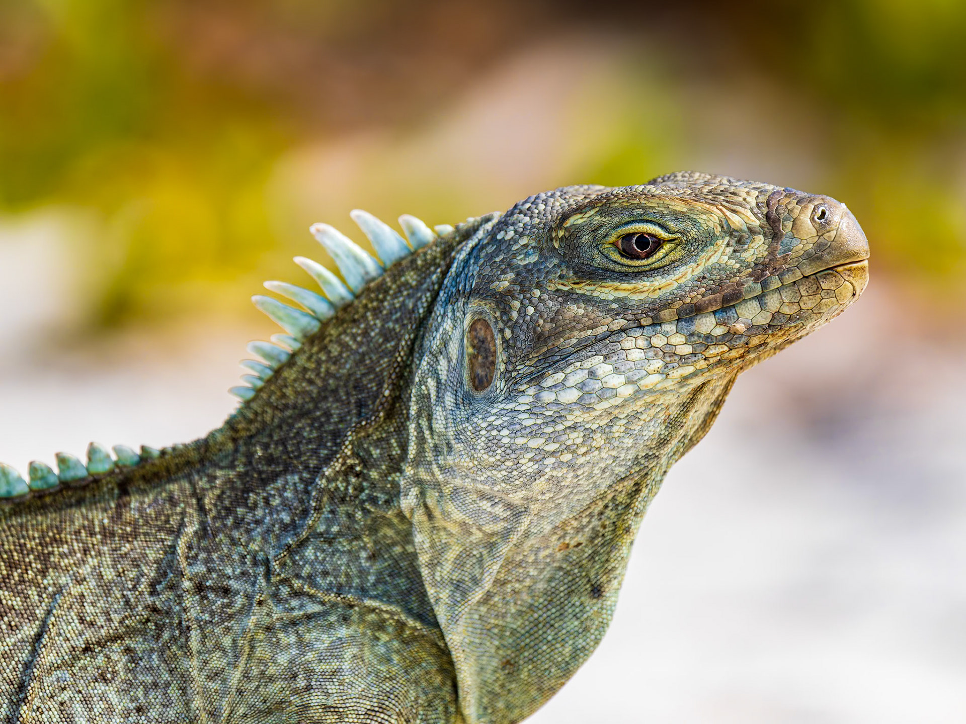 Rock Iguana at Half Moon Bay near Little Water Cay, Turks and Caicos Islands