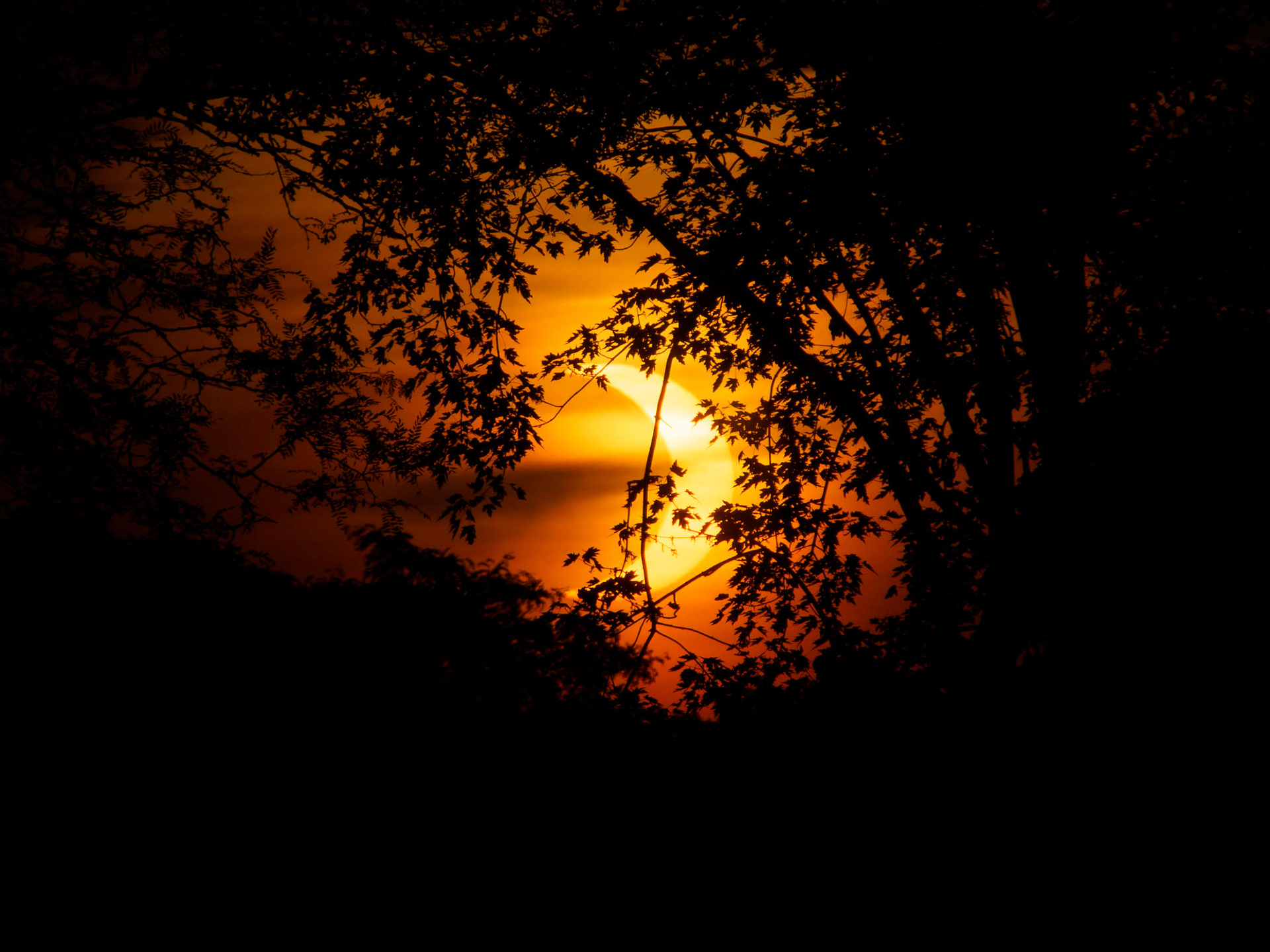 Annual Eclipse through the Trees, Toronto, Canada