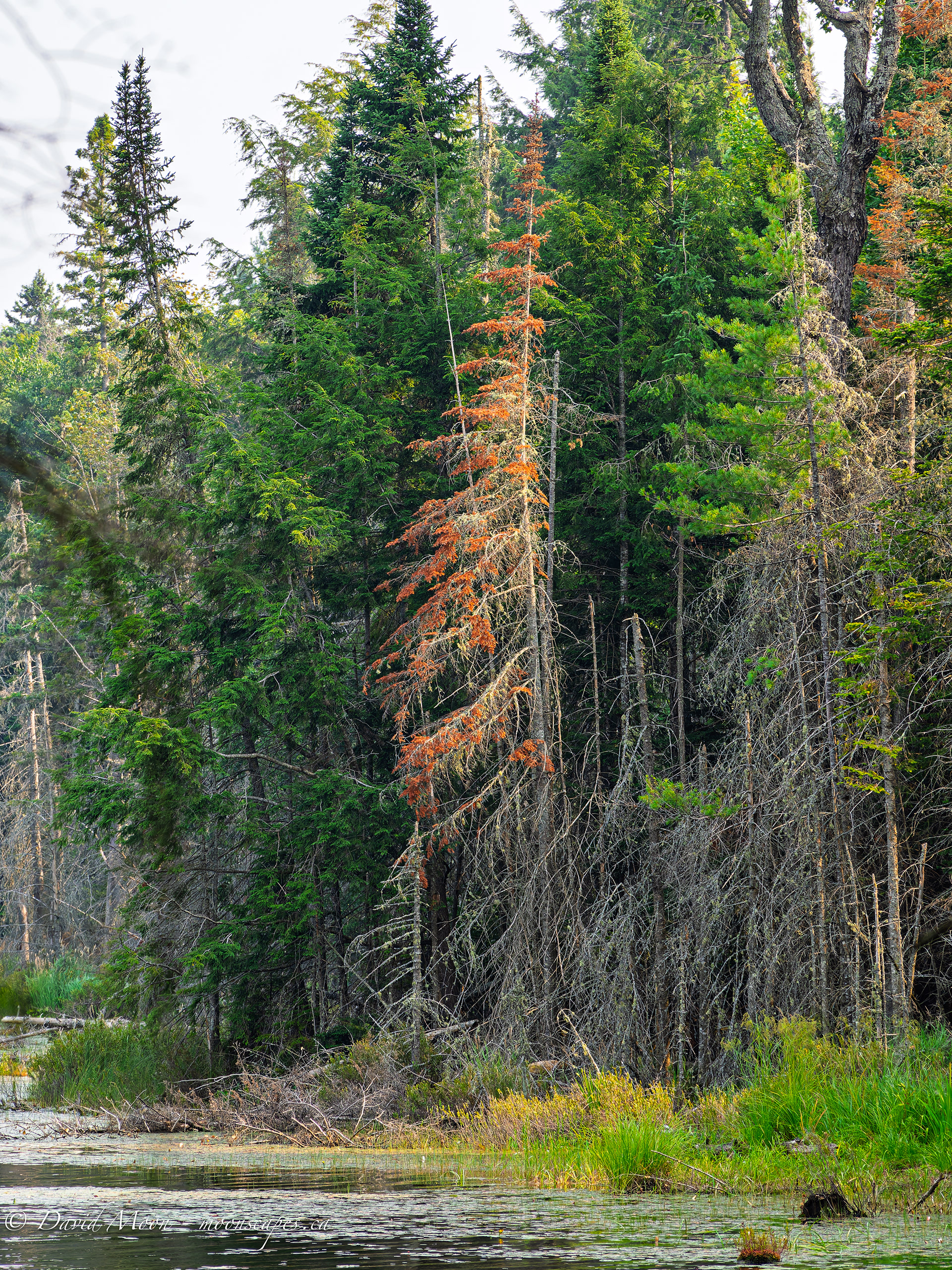 Black Pond - along the Lookout Trail, Haliburton Forest & Wildlife Reserve