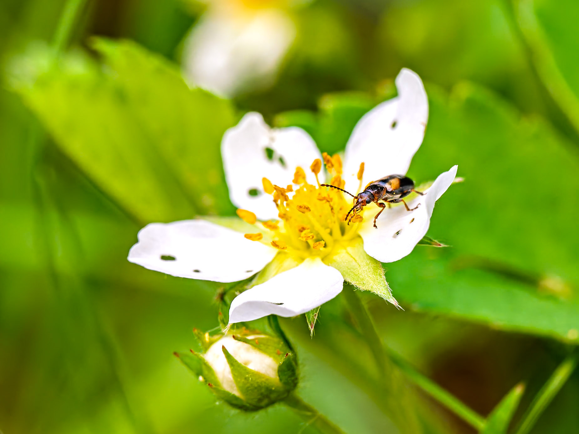 This insect is a Ravenous Leaf Beetle (Orsodacne atra).This identification is based on several key features visible in your photograph, combined with the location and time of year.Key Identifying Features:Serrated Antennae: The most distinct feature is the saw-toothed appearance of its antennae.Color Pattern: While this species is known for being extremely variable in color, the pattern in your photo—a black head and thorax with yellowish-brown "shoulders" on the wing covers (elytra)—is a common form. They can range from all black to mostly yellowish.Habitat: It was found on a flower, which is typical for this beetle. Adults are commonly found on a wide variety of flowers, including wild roses (which the flower in the photo resembles), feeding on pollen in late spring and early summer.Location: Orsodacne atra is widespread across North America, and its range includes Ontario.