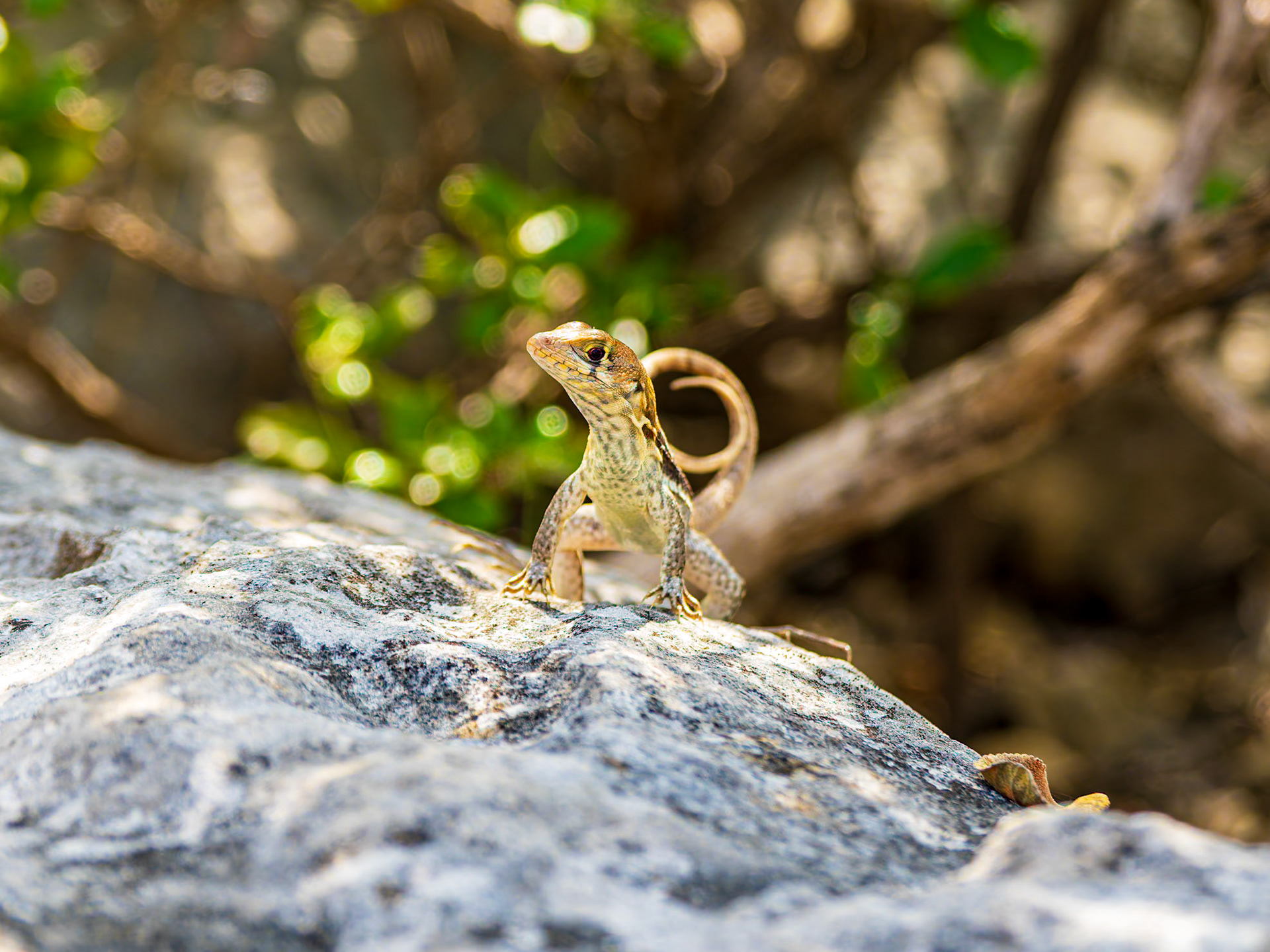 Curly-tailed Lizard, Sapodilla Hill, Providenciales, Turks and Caicos Islands