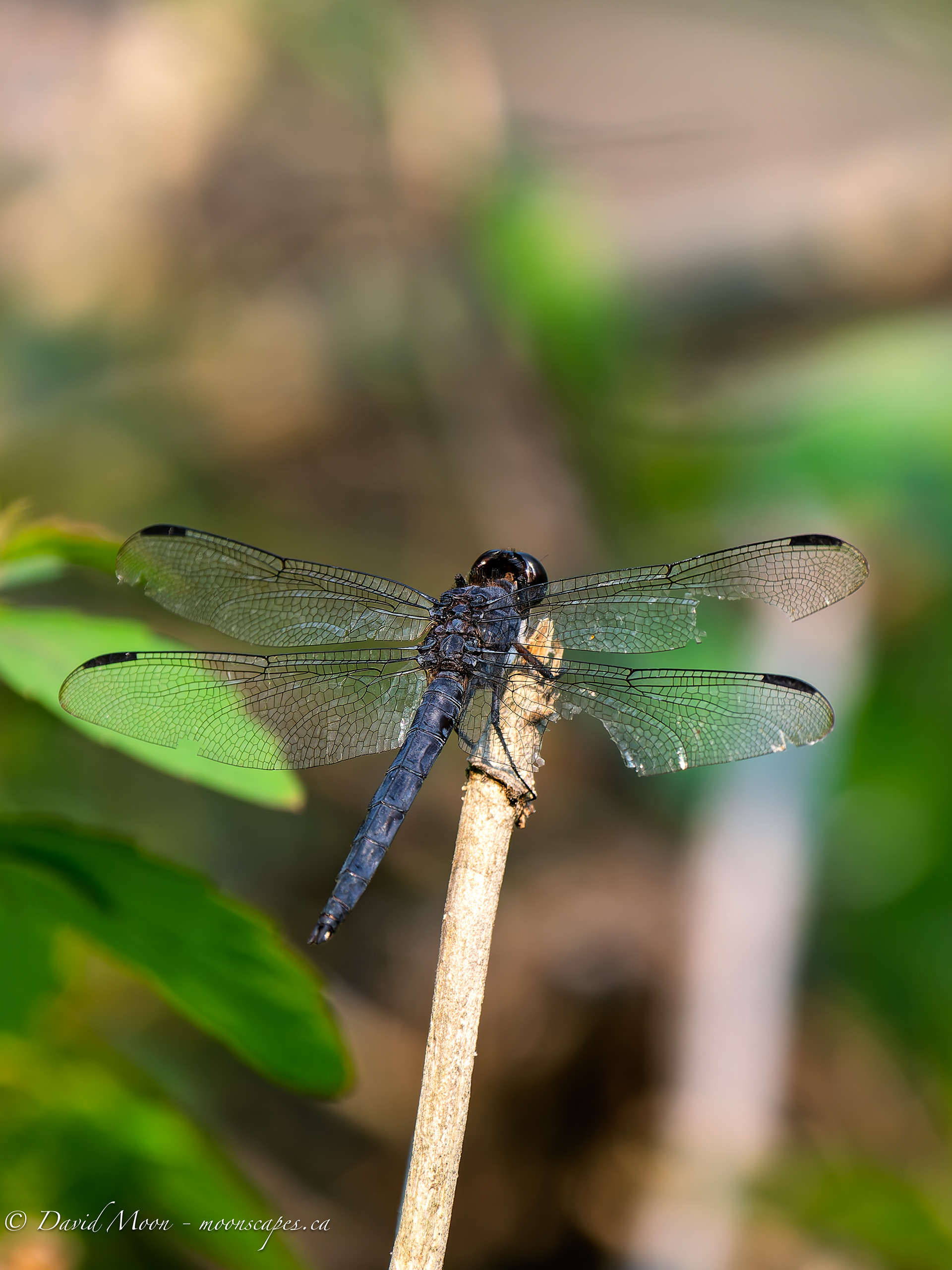 Dragonfly along the Lookout Trail, Haliburton Forest & Wildlife Reserve