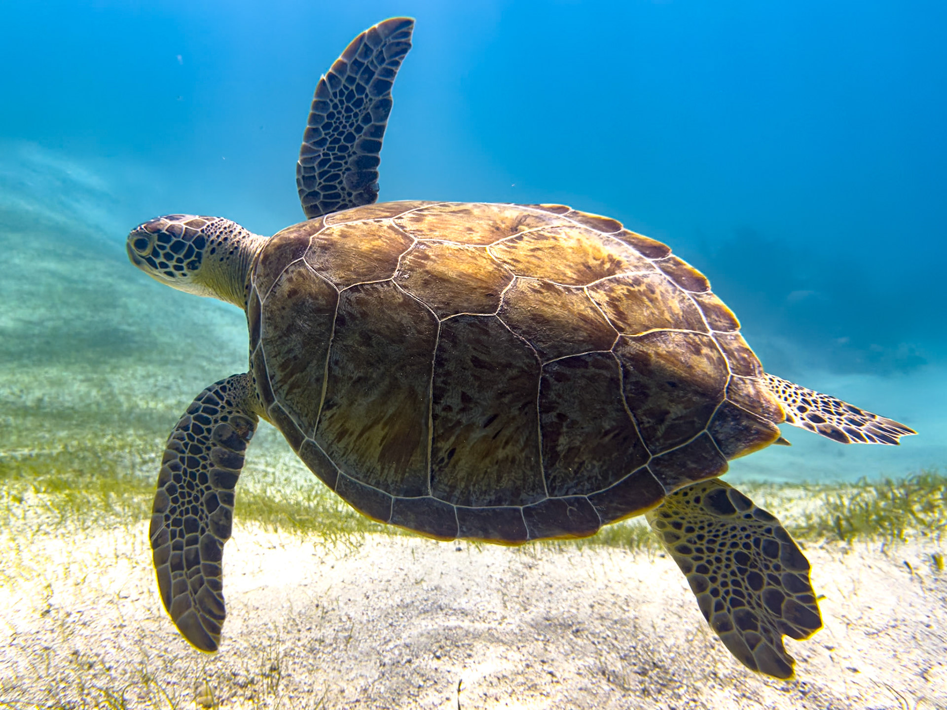 Hawksbill Turtle at Smith's Reef, Providenciales, Turks and Caicos Islands - Taken with iPhone 15 Pro Max and Underwater Housing by Divevolk at a depth of about 20 feet