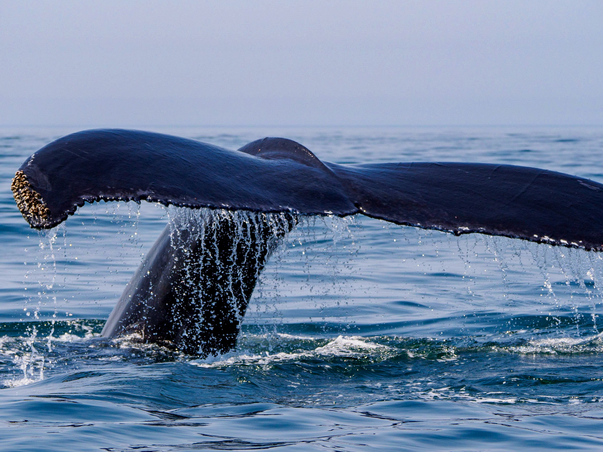 Humpback whale tail, Bay of Fundy, Briar Island, Nova Scotia