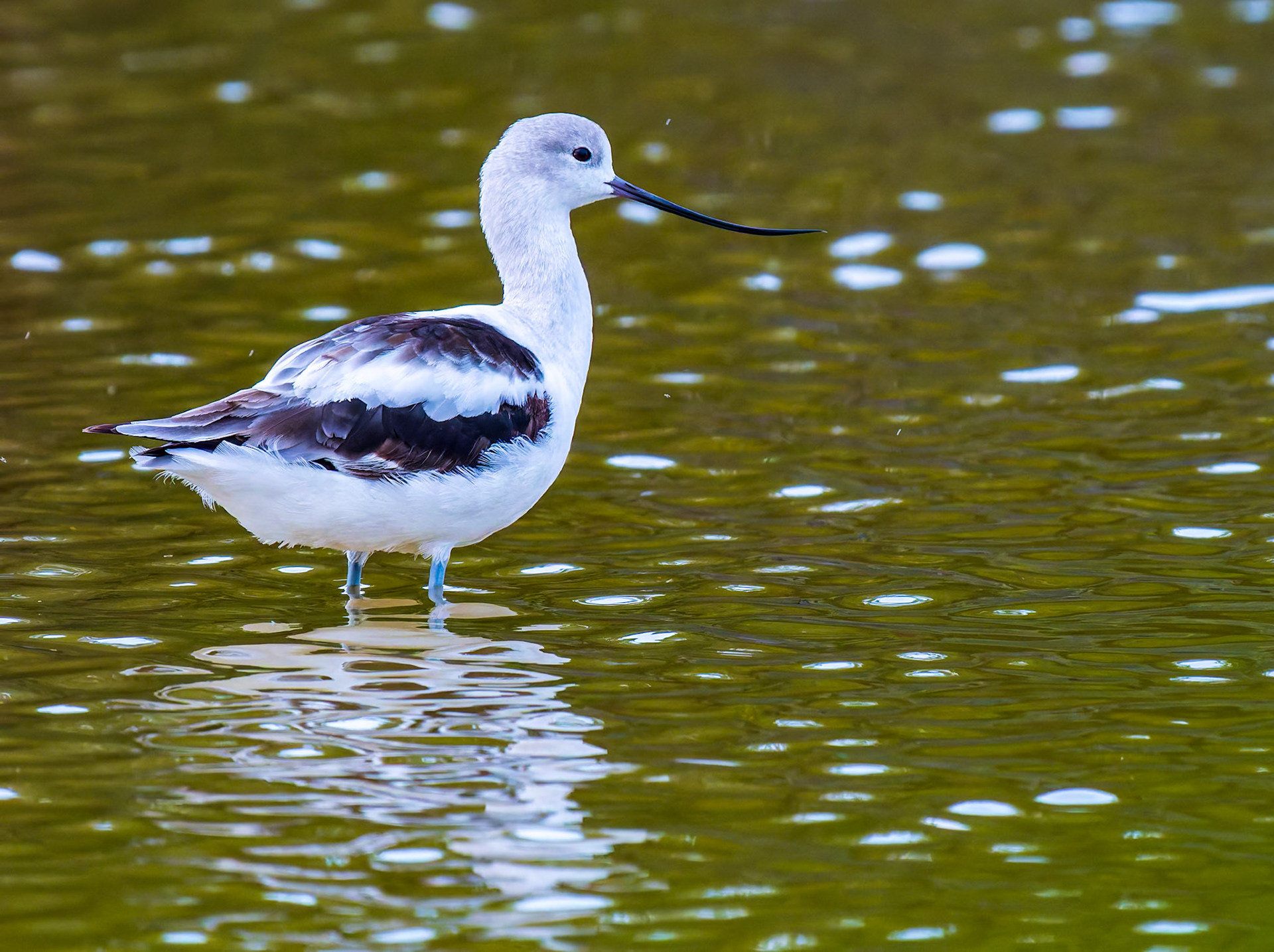 American Avocet in the Wheeland Ponds, Providenciales, Turks and Caicos Islands