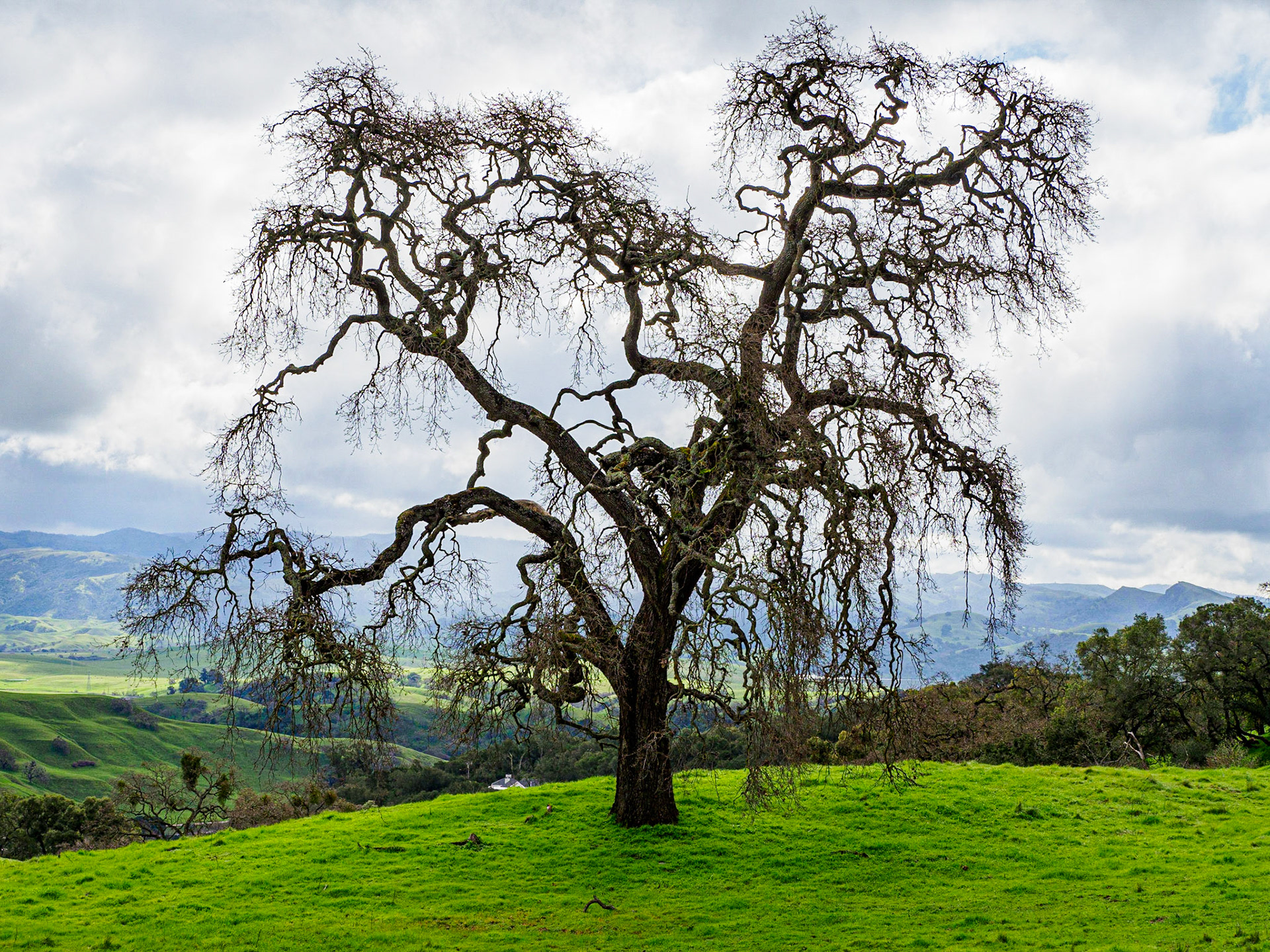 Tree at Pleasanton Ridge Regional Park, California