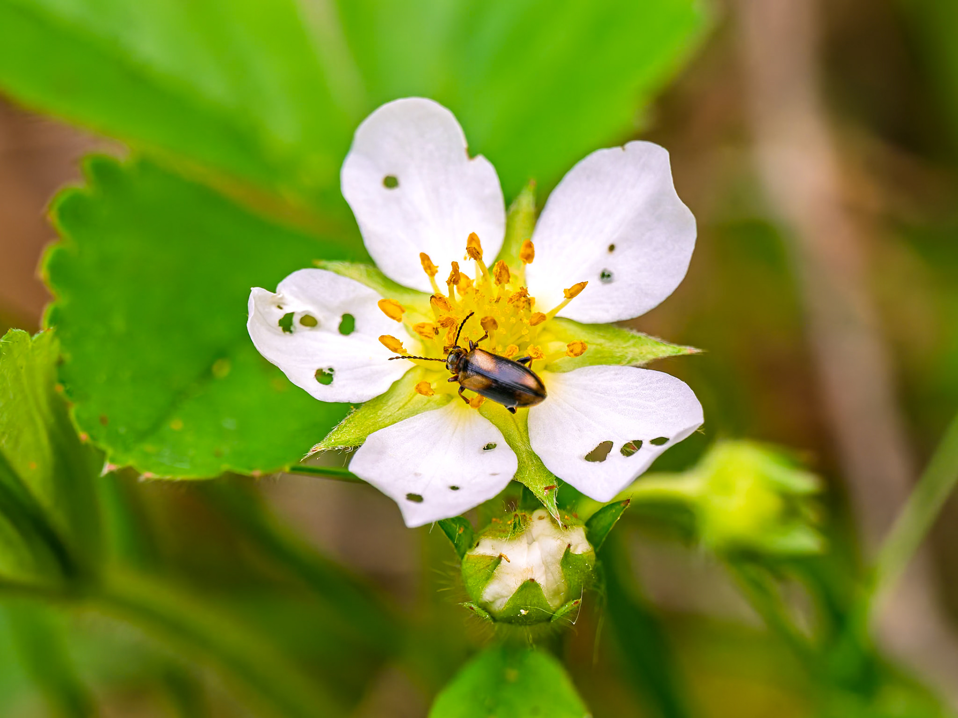 This insect is a Ravenous Leaf Beetle (Orsodacne atra).This identification is based on several key features visible in your photograph, combined with the location and time of year.Key Identifying Features:Serrated Antennae: The most distinct feature is the saw-toothed appearance of its antennae.Color Pattern: While this species is known for being extremely variable in color, the pattern in your photo—a black head and thorax with yellowish-brown "shoulders" on the wing covers (elytra)—is a common form. They can range from all black to mostly yellowish.Habitat: It was found on a flower, which is typical for this beetle. Adults are commonly found on a wide variety of flowers, including wild roses (which the flower in the photo resembles), feeding on pollen in late spring and early summer.Location: Orsodacne atra is widespread across North America, and its range includes Ontario.