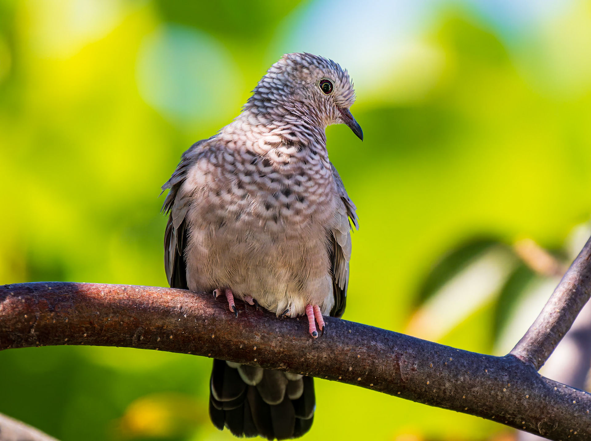 Common Ground Dove, Northwest Point, Providenciales, Turks and Caicos Islands
