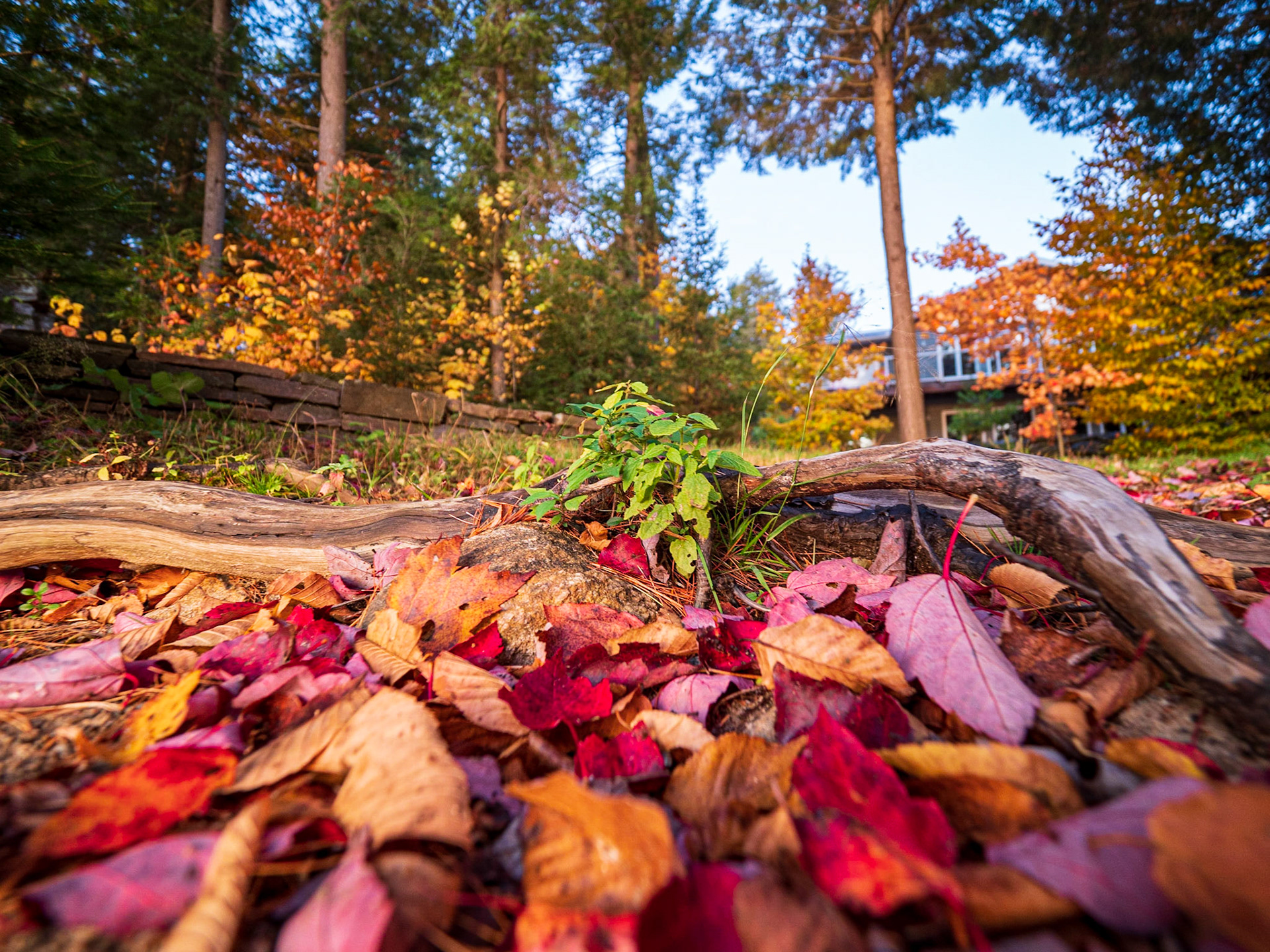 Cottage behind the colours