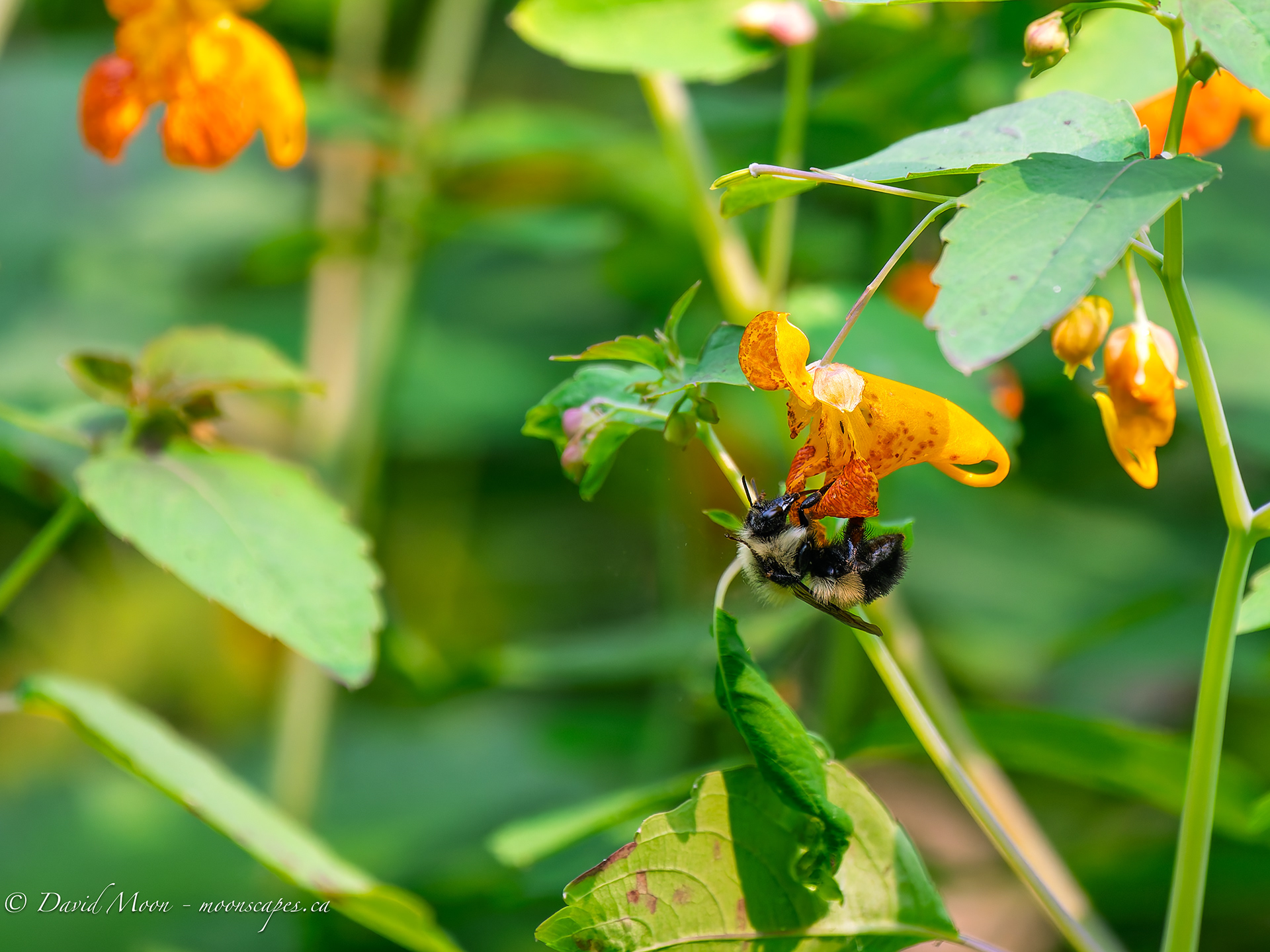 Bumblebee & Flowers along the Lookout Trail, Haliburton Forest & Wildlife Reserve