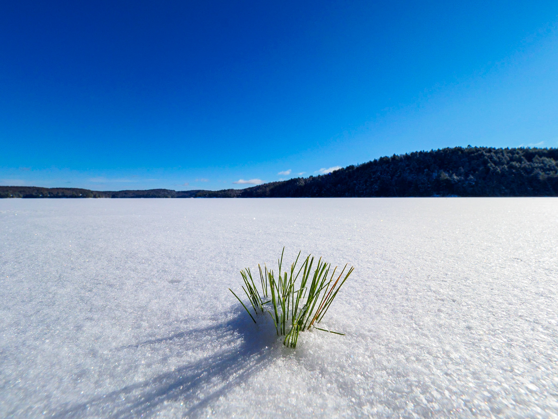 Snowy Kennisis Lake in January - Pine Leaf in the Snow