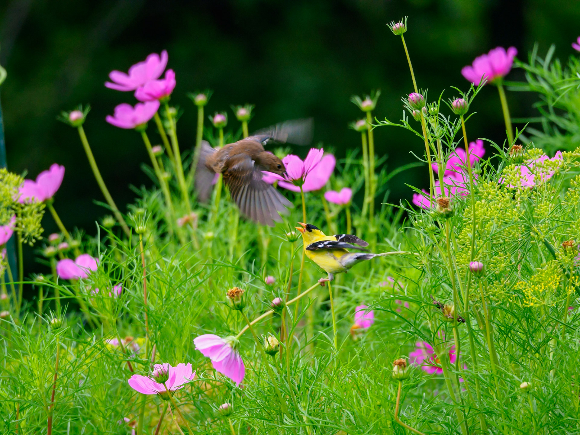Bird Fight, Toronto, Ontario