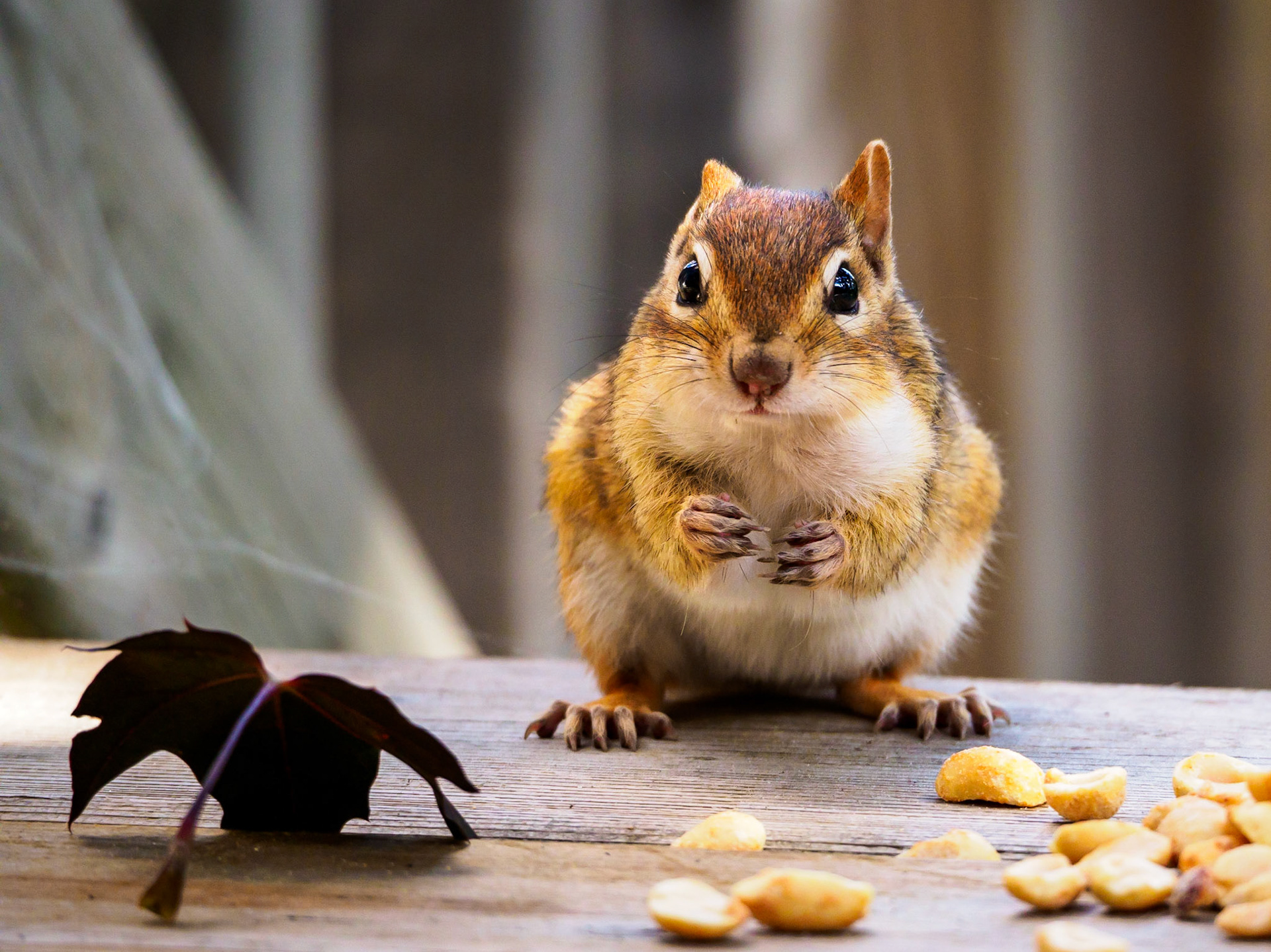 Chippy the Chubby Chipmunk, Toronto, Ontario