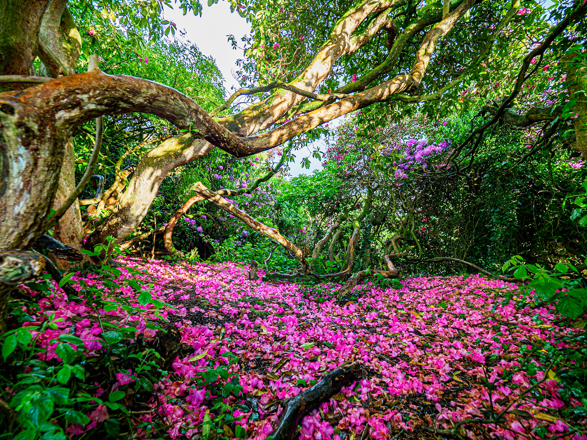 Cabra Castle Grove, Kingscourt, Ireland