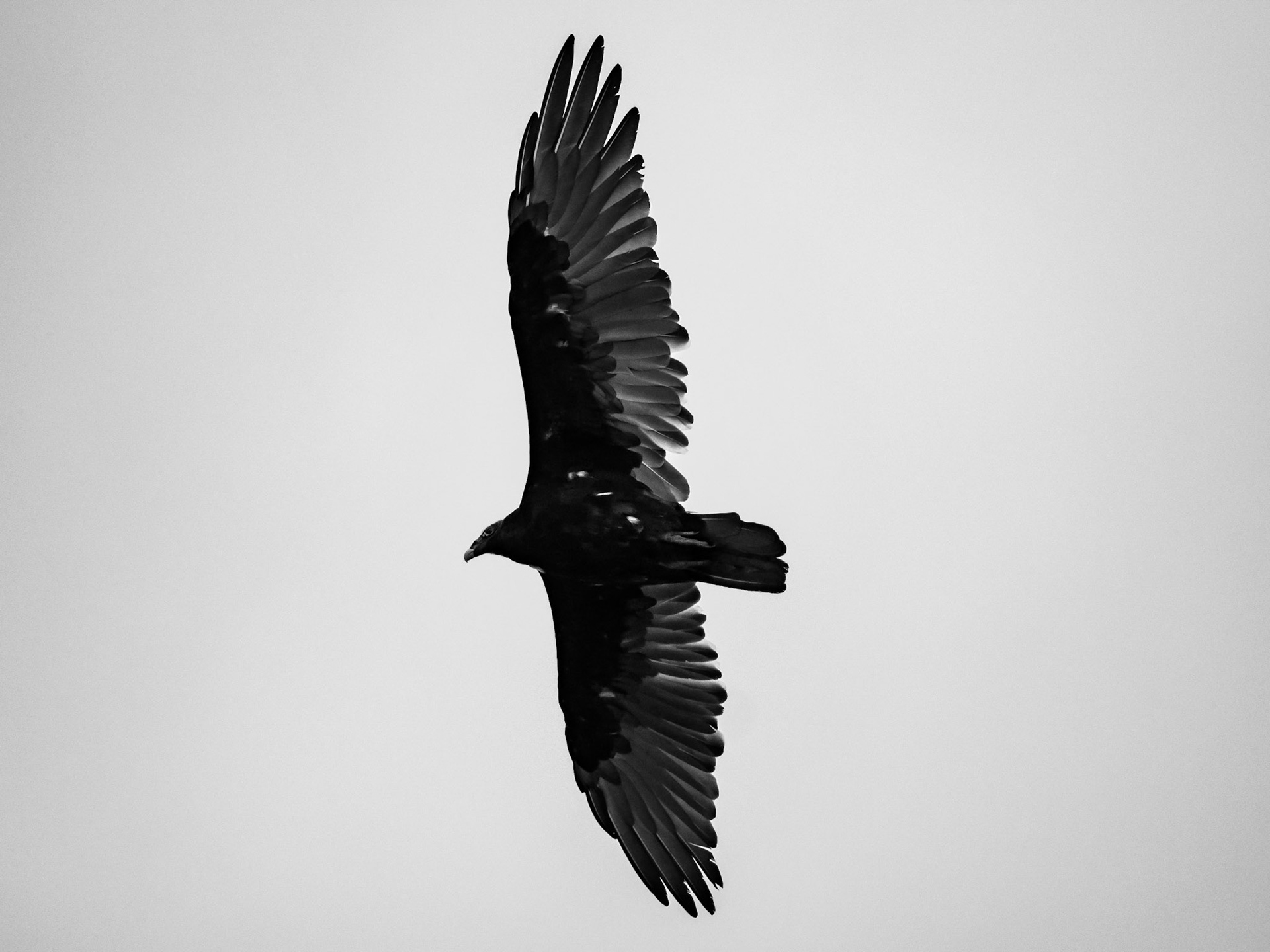 Bird in Flight, Algonquin Highlands, Ontario