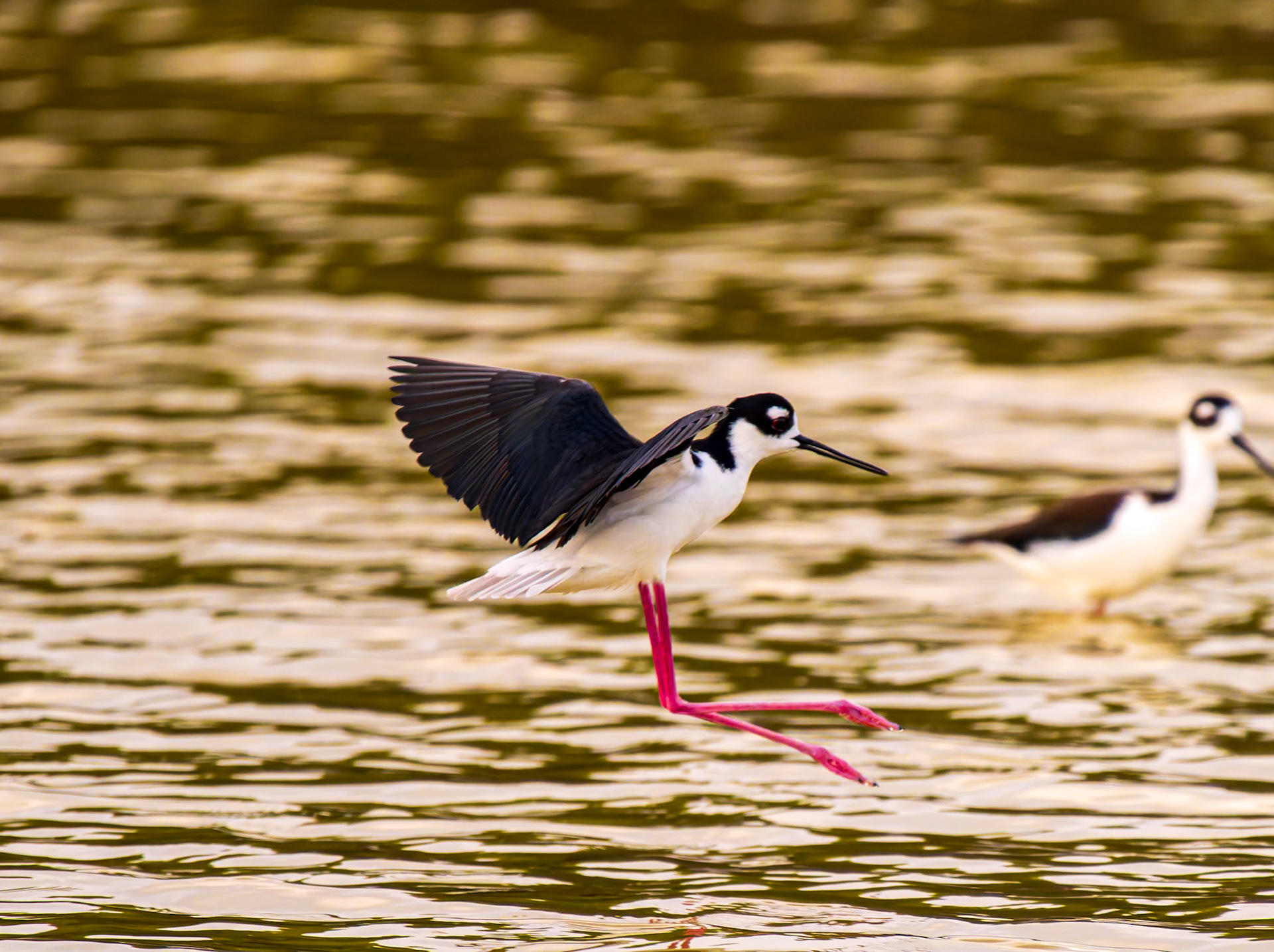 Black-necked Stilt in the Wheeland Ponds, Providenciales, Turks and Caicos Islands