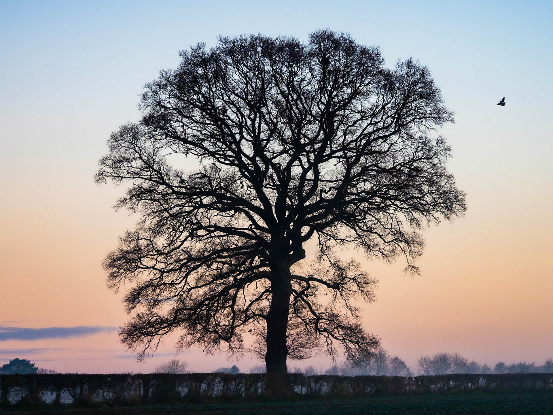 Tree in Solitude during a Misty sunrise new Kingsland, UK