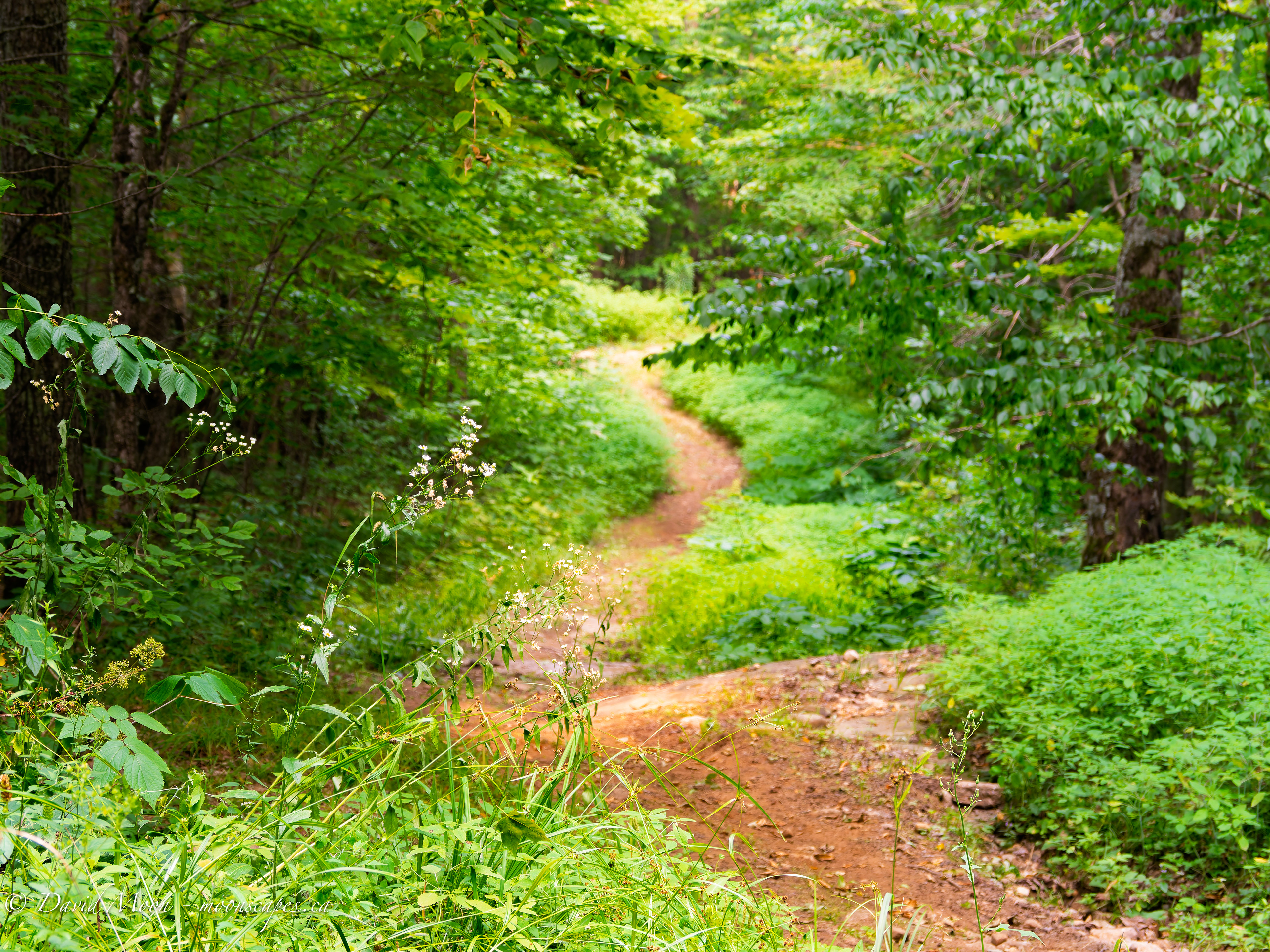 Hiking trail coming down from the Lookout Scenic View, Haliburton Forest & Wildlife Reserve