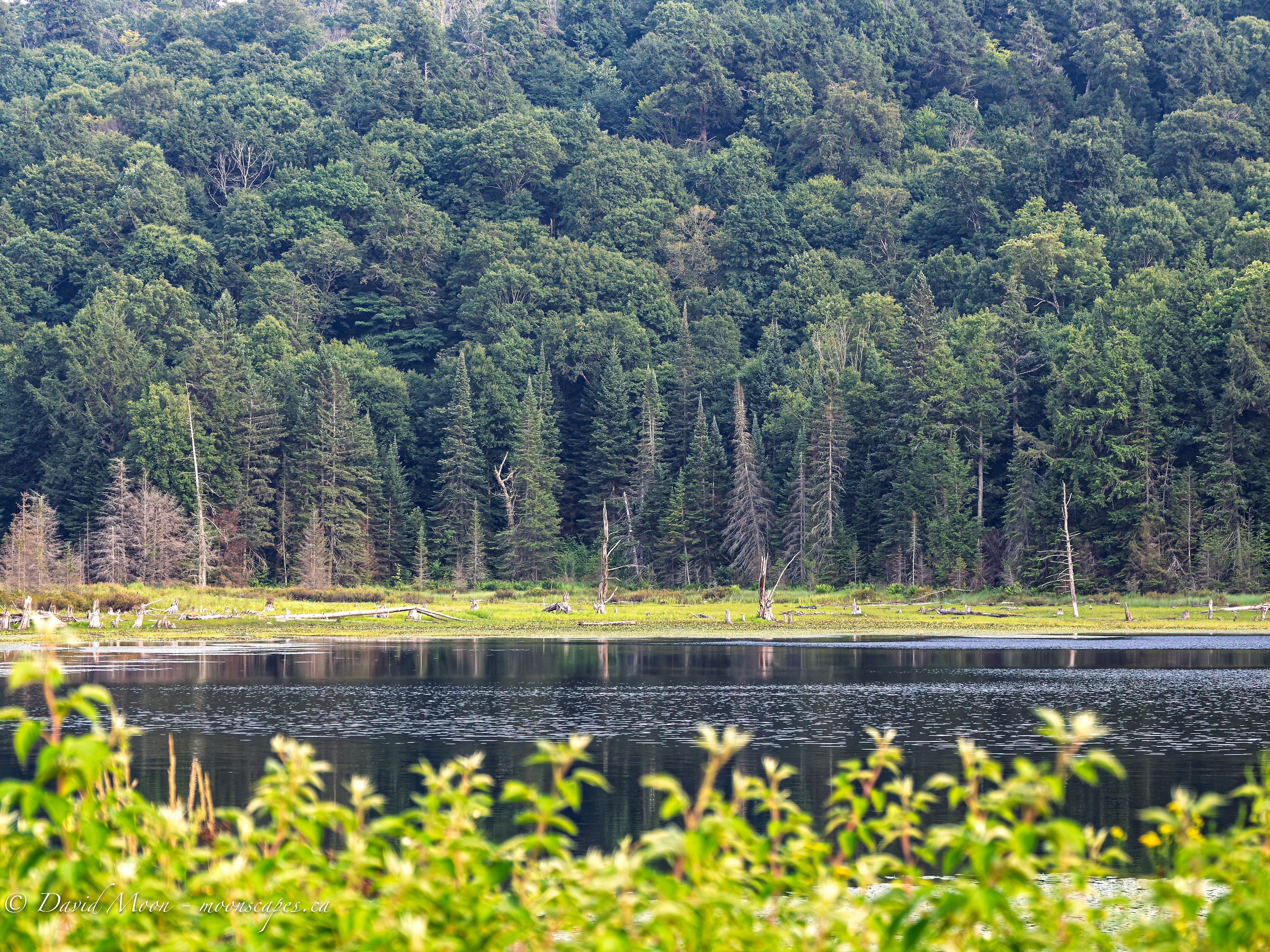 Viking Pond in the Haliburton Forest & Wildlife Reserve