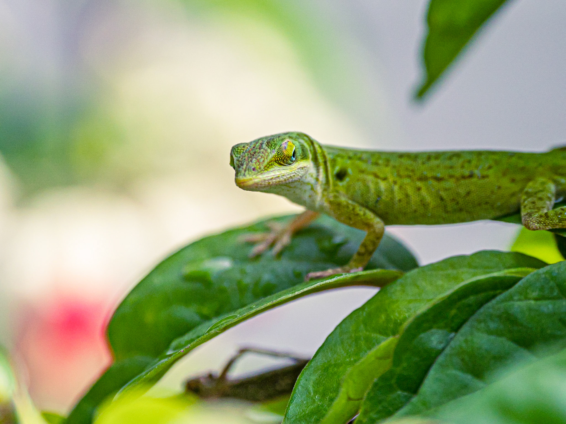 Green Anole at Harry P Leu Gardens, Orlando, Florida