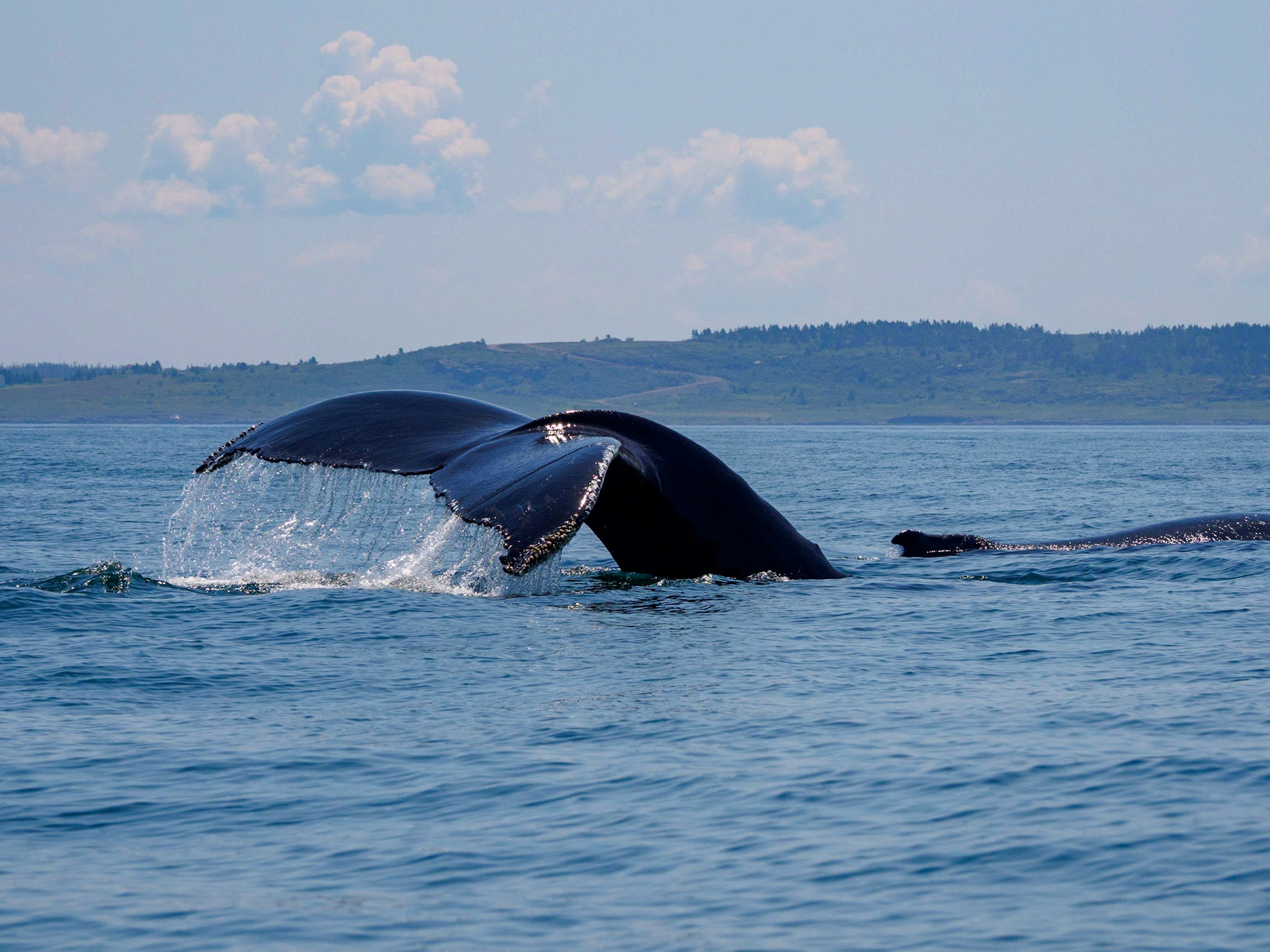 Humpback whale tail, Bay of Fundy, Briar Island, Nova Scotia