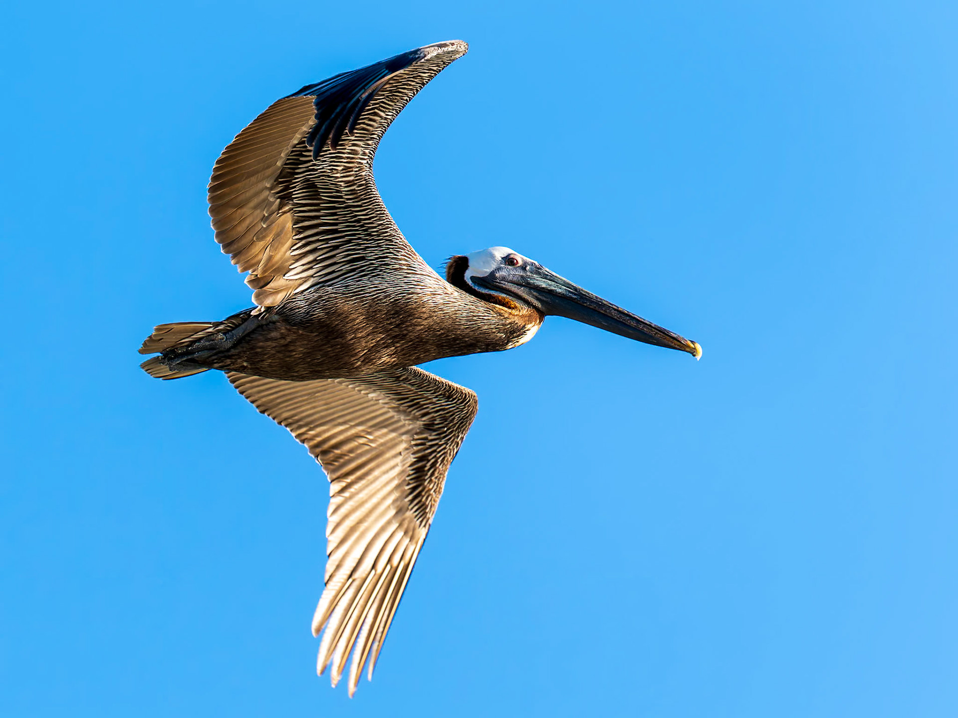 Peilican at Northwest Point, Providenciales, Turks and Caicos Islands