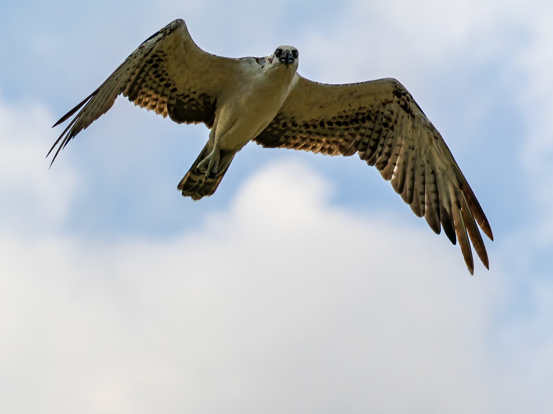 Osprey in the Wheeland Ponds, Providenciales, Turks and Caicos Islands