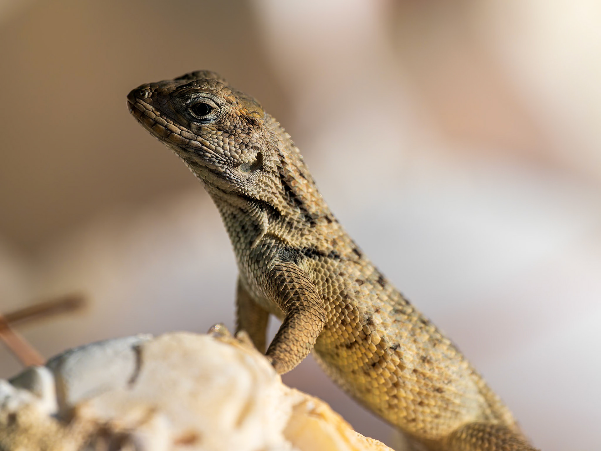 Curly-tail Lizard, Providenciales, Turks and Caicos Islands