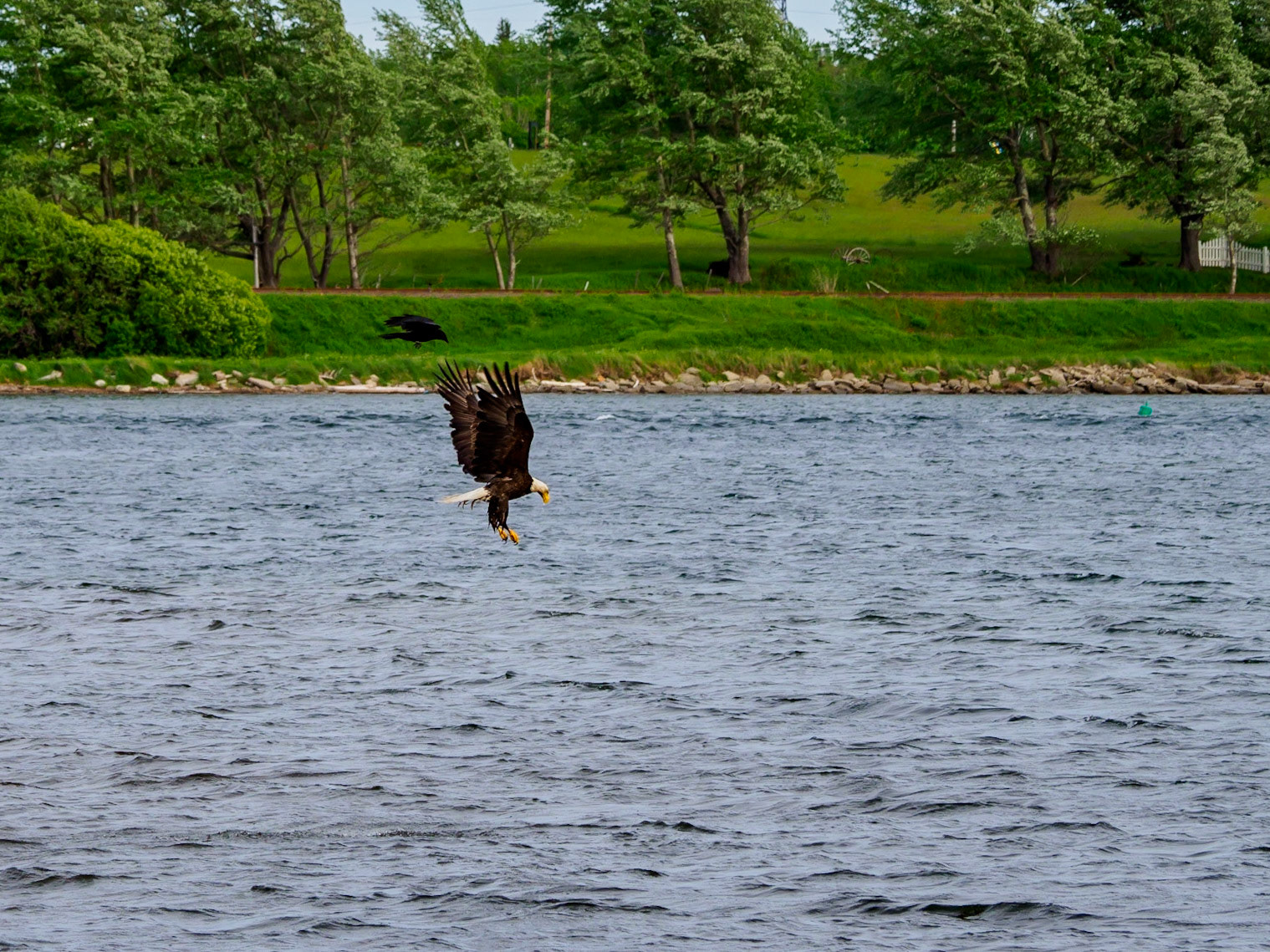 Eagle attacked while hunting, near North Sydney, Nova Scotia