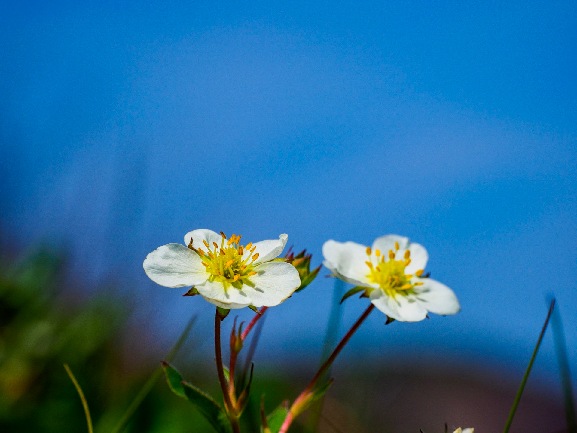 Flowers at Meat Cove, Nova Scotia
