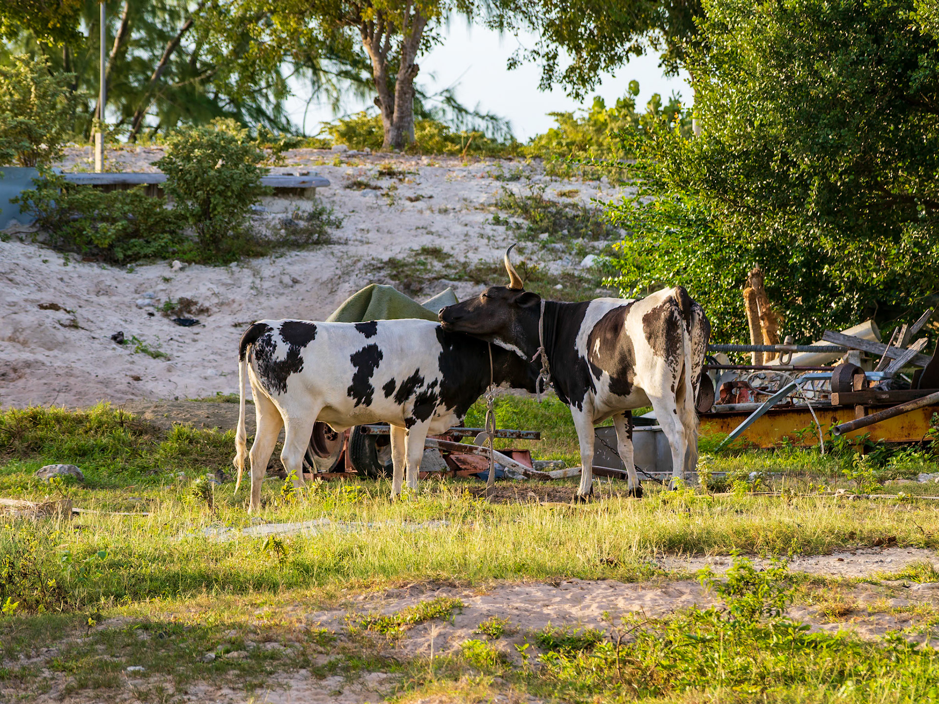 Life in Five Cays, Providenciales, Turks and Caicos Islands