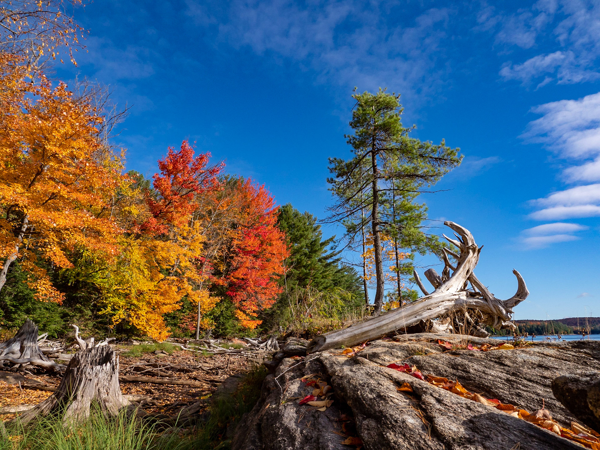 Coqui Island driftwood in the fall, Kennisis Lake, Haliburton, Ontario