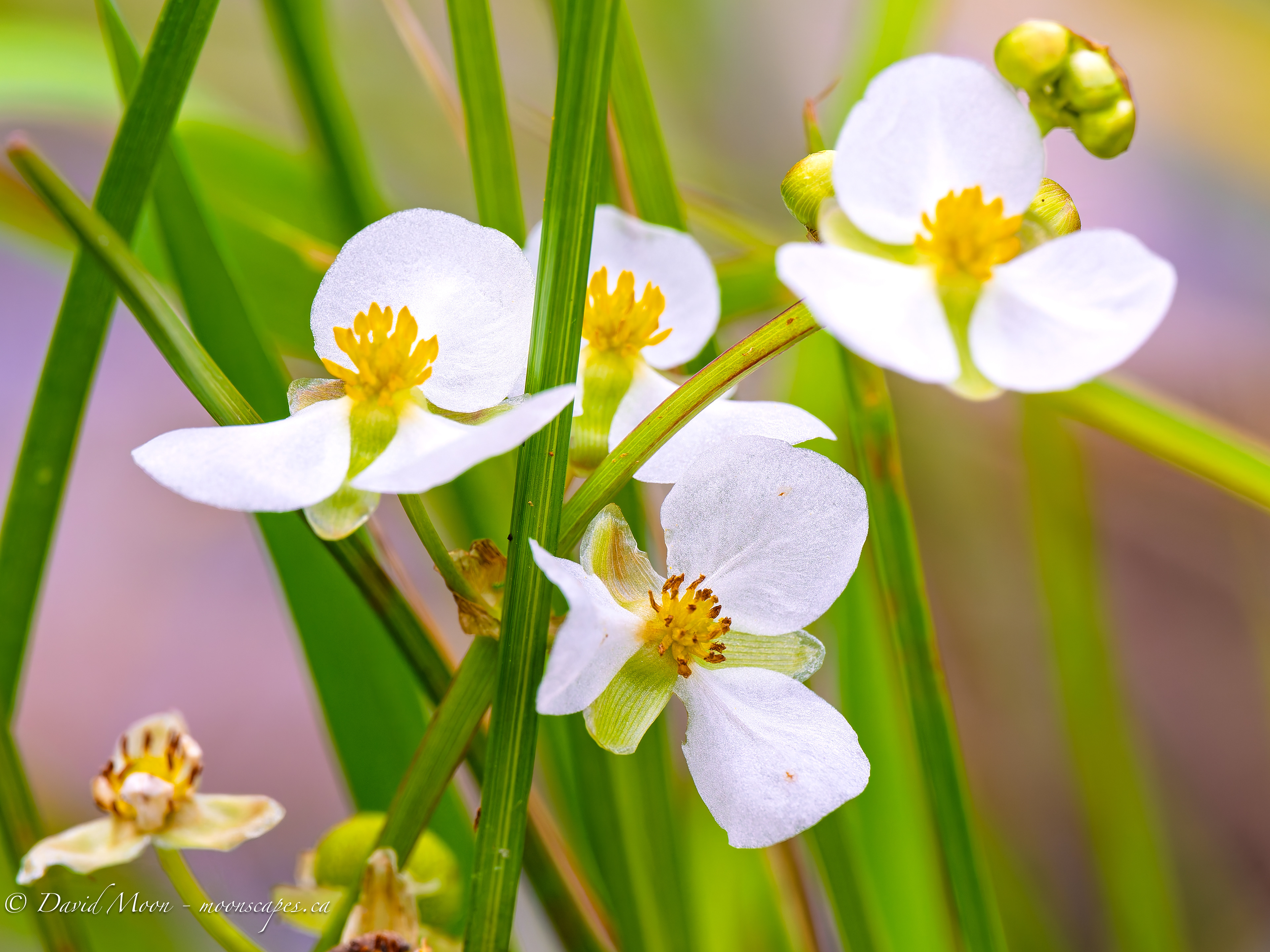 Flowers in the Black Pond along the Lookout Trail, Haliburton Forest & Wildlife Reserve