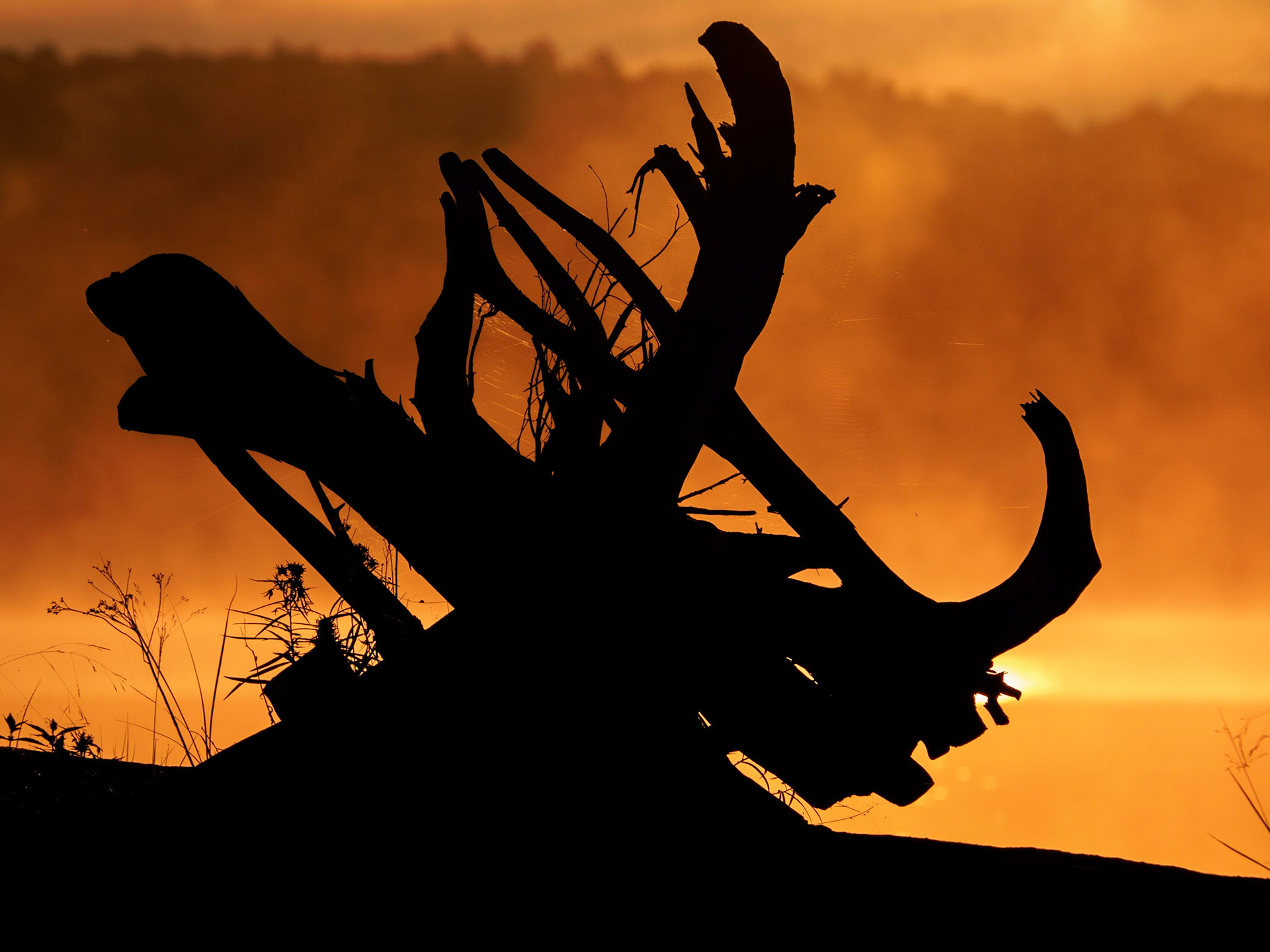 Coqui Driftwood on Fire, Kennisis Lake, Haliburton, Ontario
