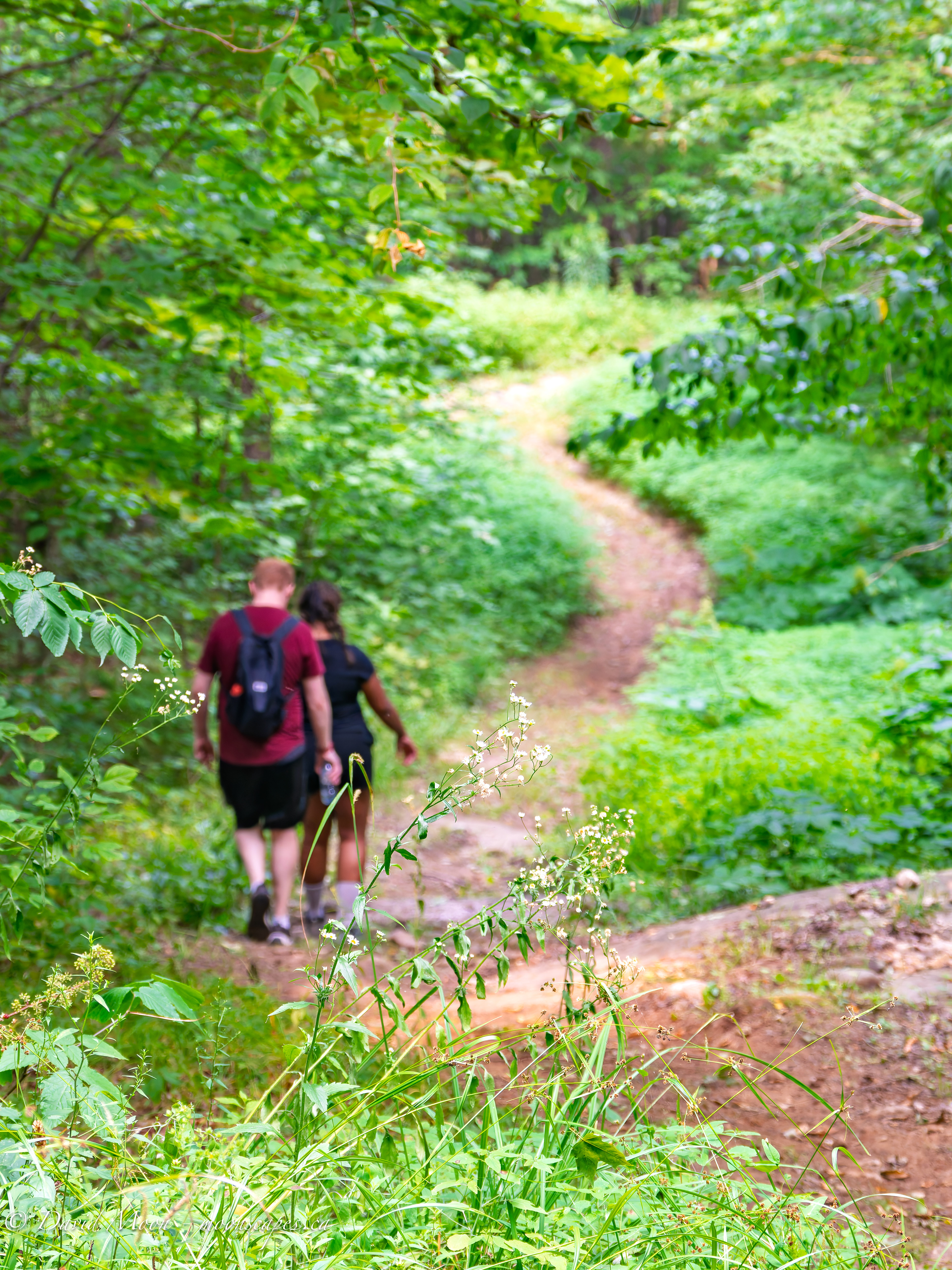 Hiking trail coming down from the Lookout Scenic View, Haliburton Forest & Wildlife Reserve
