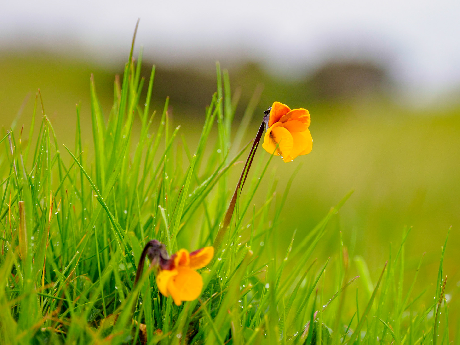 Flowers after a shower at Pleasanton Ridge Regional Park, California