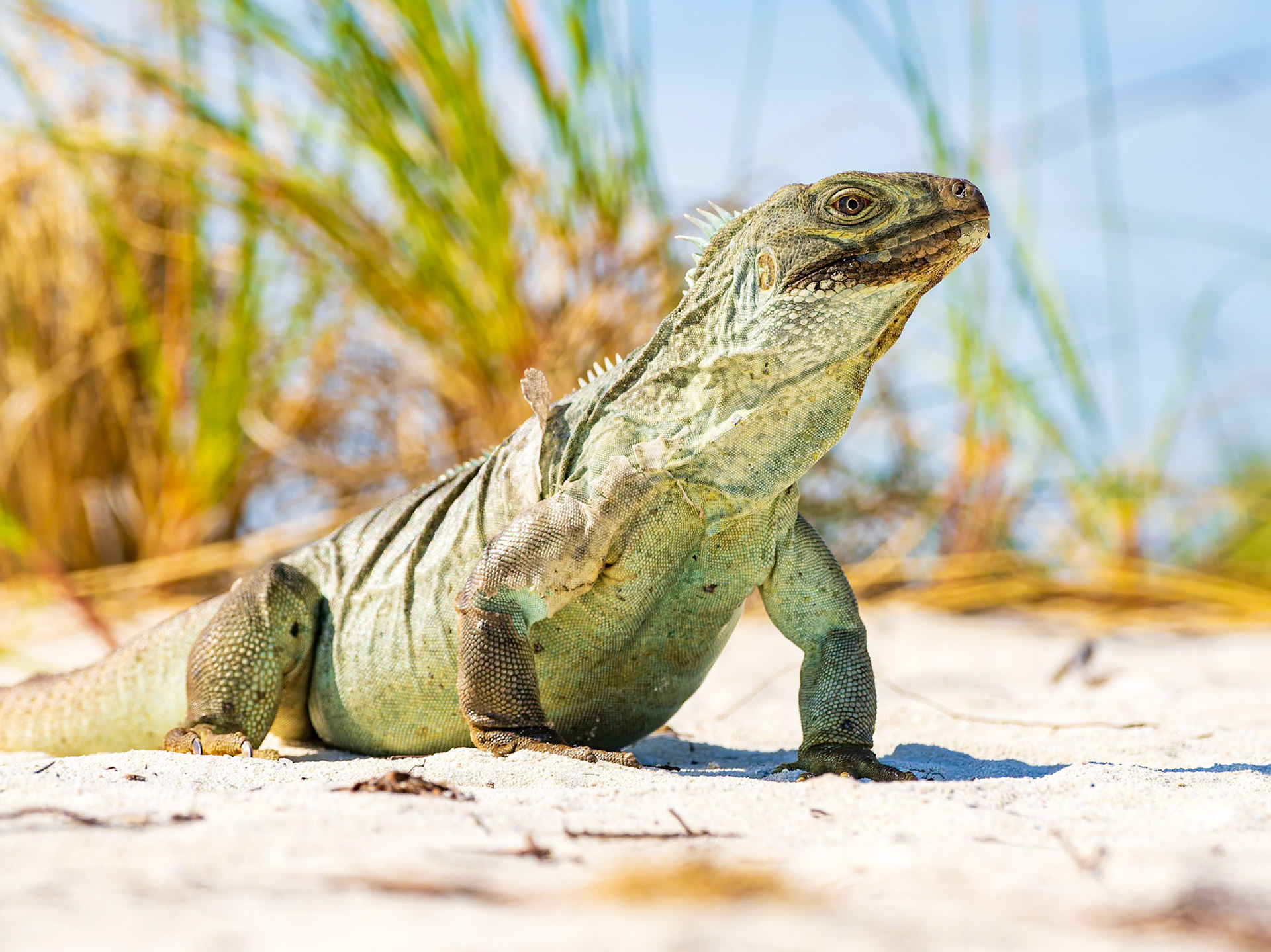 Rock Iguana at Half Moon Bay near Little Water Cay, Turks and Caicos Islands